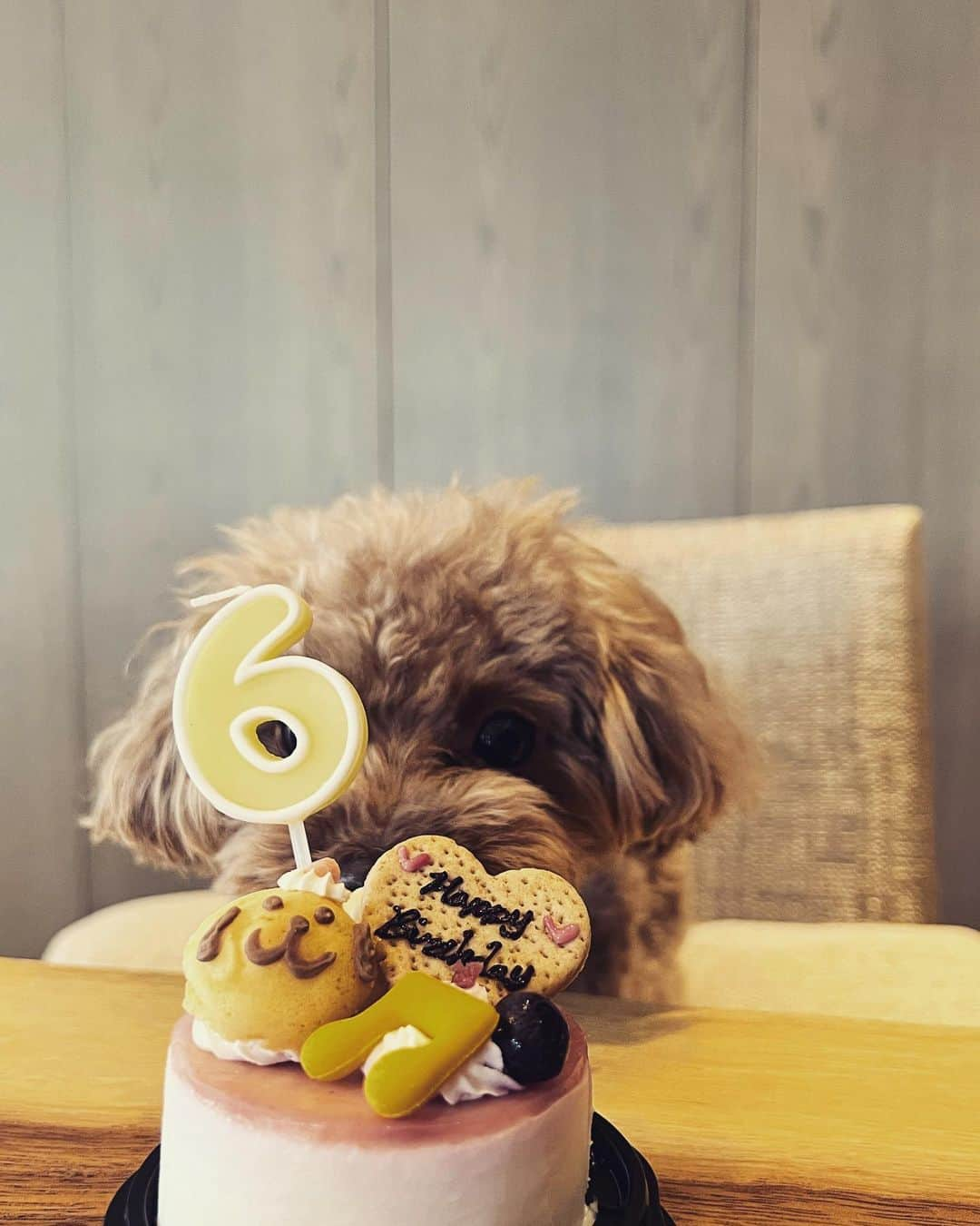 大政絢さんのインスタグラム写真 - (大政絢Instagram)「愛しのなちゅ表情豊か🐶  🎂🎂🎂✨👏  おめでとう🎈  毎日愛おしくてどうしましょ。」7月25日 21時05分 - aya_omasa_official