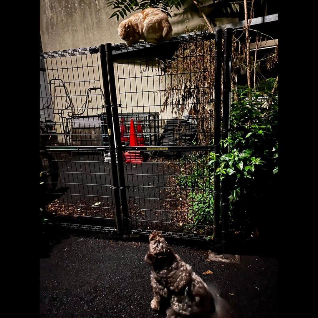 木村拓哉さんのインスタグラム写真 - (木村拓哉Instagram)「⁡ ⁡ ⁡ 「行きたいルートを決めたがるアム。 「そっちじゃない…。」の時にはピタッと止まって、地蔵の様に動かない。 でも、途中で野良猫さんに逢えるとテンションMAXです❕」 ⁡ PEACE‼︎ ⁡ STAYSAFE! ⁡ 拓哉 #木村拓哉#TakuyaKimura」7月26日 20時28分 - takuya.kimura_tak