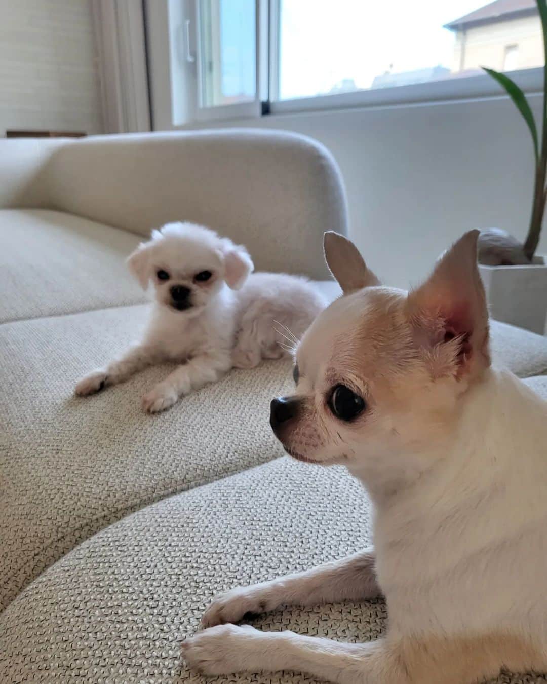 イ・ソヨンさんのインスタグラム写真 - (イ・ソヨンInstagram)「#여기좀봐줄래  #아가들 ♡」7月26日 21時23分 - soyounlee923