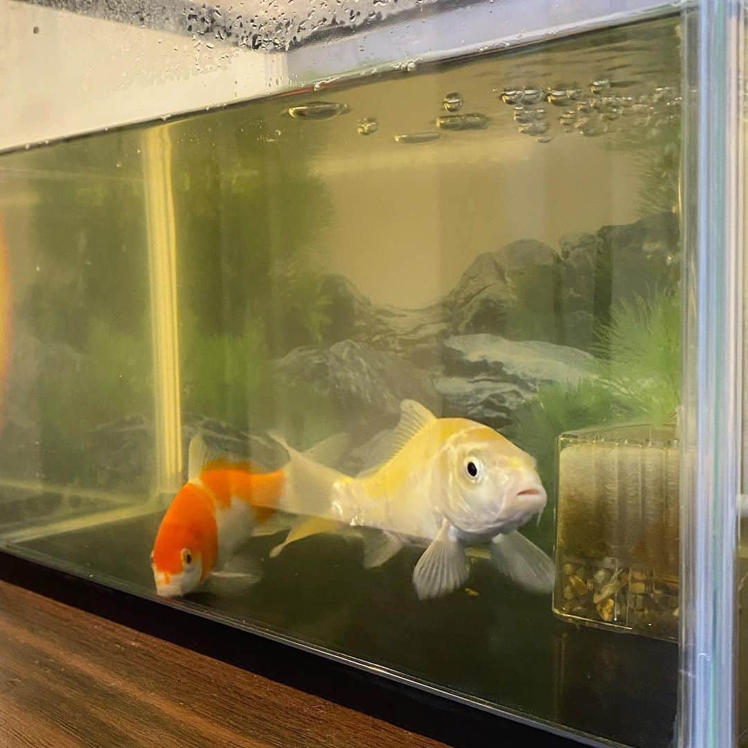広島ホームテレビ「HOME NEXT neo」さんのインスタグラム写真 - (広島ホームテレビ「HOME NEXT neo」Instagram)「こんにちは！ 小嶋です🥰✨  ひろしまリード 「アナウンサーリレーコラム」を担当しました❣️  今回のテーマは“夏と言えば”🎐 我が家にこの夏やって来た鯉について書いています😊🙌✨  大きな池がないと飼えないと思っていた鯉ですが…1匹500円〜購入できて、金魚用の水槽などでも飼育できるんです🫢💕💕コロナ禍でその人気は高まっているようですよ〜😍🐟  【ひろしまリード　小嶋沙耶香】で検索してみてください🙇‍♀️😊  #広島 #ホームテレビ #アナウンサー #小嶋沙耶香 #ひろしまリード #鯉」7月27日 12時03分 - home.announcers