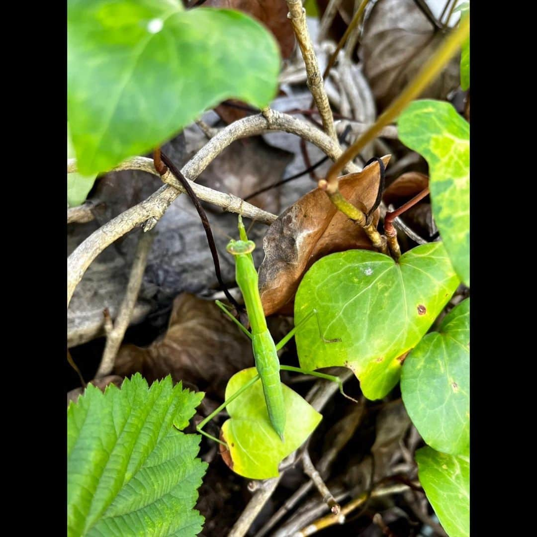 木村拓哉さんのインスタグラム写真 - (木村拓哉Instagram)「⁡ ⁡ ⁡ 「家の中から外を見てたら「ん？何か動いた⁈」って思ったら、久々のカマキリ。 そして、未だ暑くて出掛けられない場合のアムです。」 ⁡ PEACE‼︎ ⁡ STAYSAFE! ⁡ 拓哉 #木村拓哉#TakuyaKimura」7月27日 17時05分 - takuya.kimura_tak