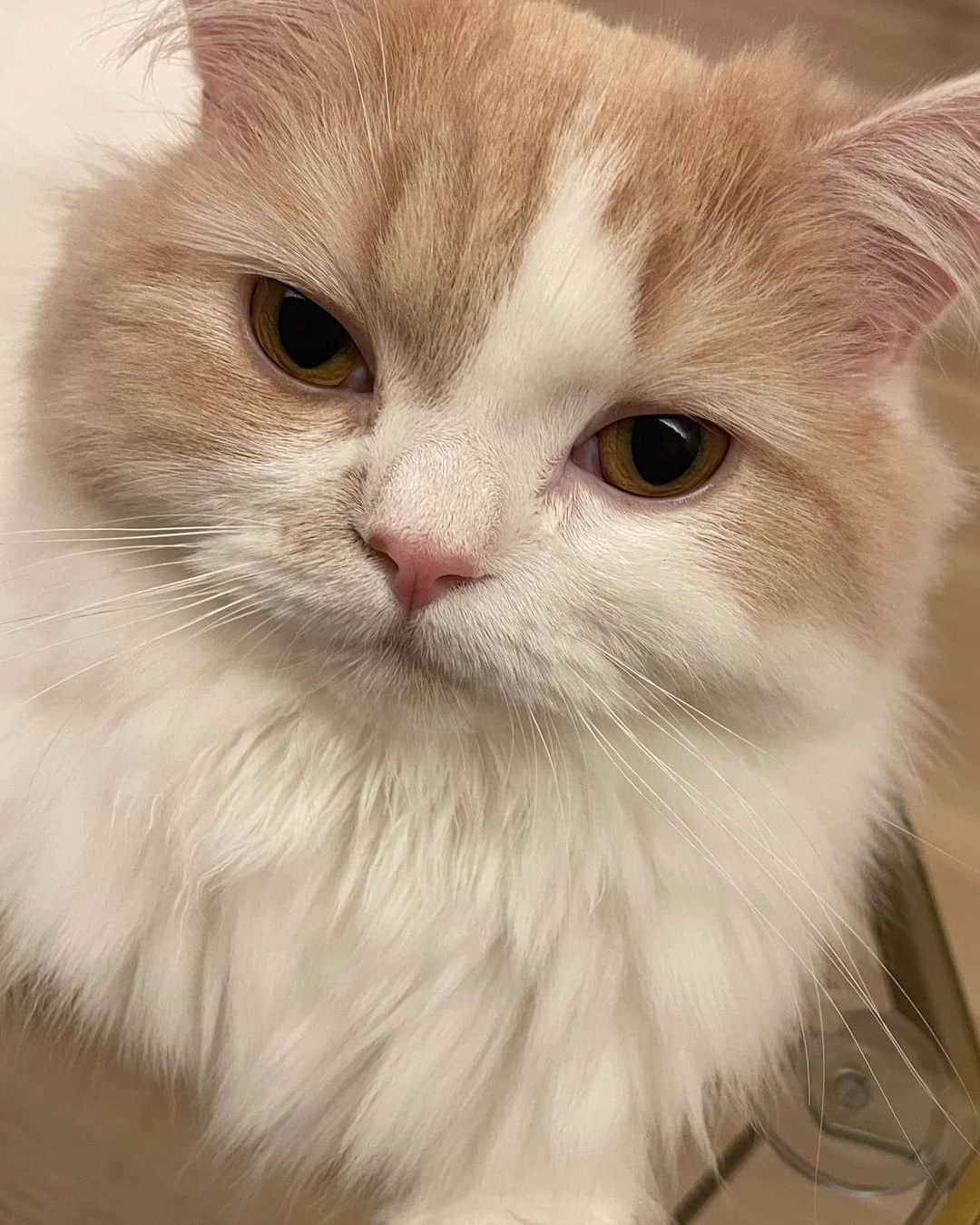 芹澤優さんのインスタグラム写真 - (芹澤優Instagram)「・  🤍  ピスタチオみたいなグリーンの瞳 アーモンドみたいなブラウンの瞳  可愛い…  #あの夜結局中華食べれなくて #さっき麻婆豆腐丼食べた #美味しすぎた #🤤」7月27日 18時51分 - seriko_is_no.1