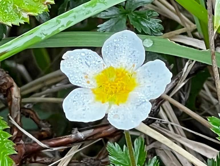 小田飛鳥さんのインスタグラム写真 - (小田飛鳥Instagram)「燕山荘の館長さんの言葉を自分なりに噛み砕いてずっと反芻してる…👓 宇宙の中の小さな小さな星、木だって石だって同じものは一つも無い、勿論人間も… 少しでも見方が変われば、あらゆるものが愛おしくなって、自分にだって優しくなれる🌱 沢山の流れ星に祈ったのは、この地球に流れる時間がただ平和である事です #燕岳 #燕山荘 #めがね岩 #ご来光 #星空 #高山植物 #チングルマ #コマクサ #高山植物の女王 #槍ヶ岳 #岩ひばり #岩雲雀」7月29日 17時12分 - asuka_oda_0320