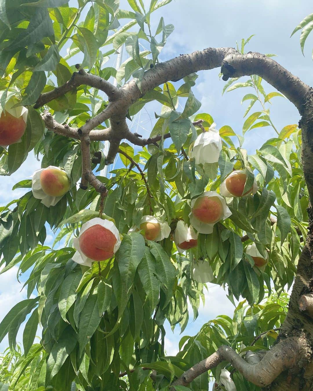 大石絵理さんのインスタグラム写真 - (大石絵理Instagram)「the day for peaches 🍑🍑🍑」7月30日 16時32分 - erioishitokyo
