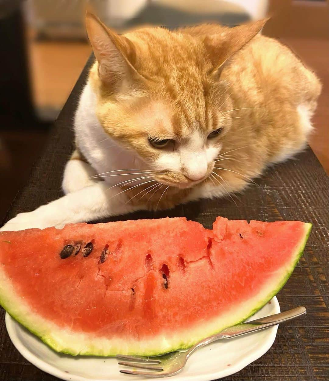 小南満佑子さんのインスタグラム写真 - (小南満佑子Instagram)「.  狙ってます🍉笑  . . #猫 #cat #愛猫 #兄妹 #保護猫 #兄妹猫　 #茶トラ #三毛猫  ／ 📲小南満佑子オフィシャルファンクラブ 『Mayuko The World』会員募集中🌏✨ プロフィール欄のURLから簡単にご登録頂けます。 是非"YOU-RUN"(会員名)になって応援お願いします！ ＼  #japan #japanese  #singer #opera #musical #concert #live #summer #actress #drama #movie #mc #artist #summer  #女優 #表現者 #歌手 #司会 #ホリプロ #小南満佑子」7月30日 17時43分 - mayuko_kominami.official