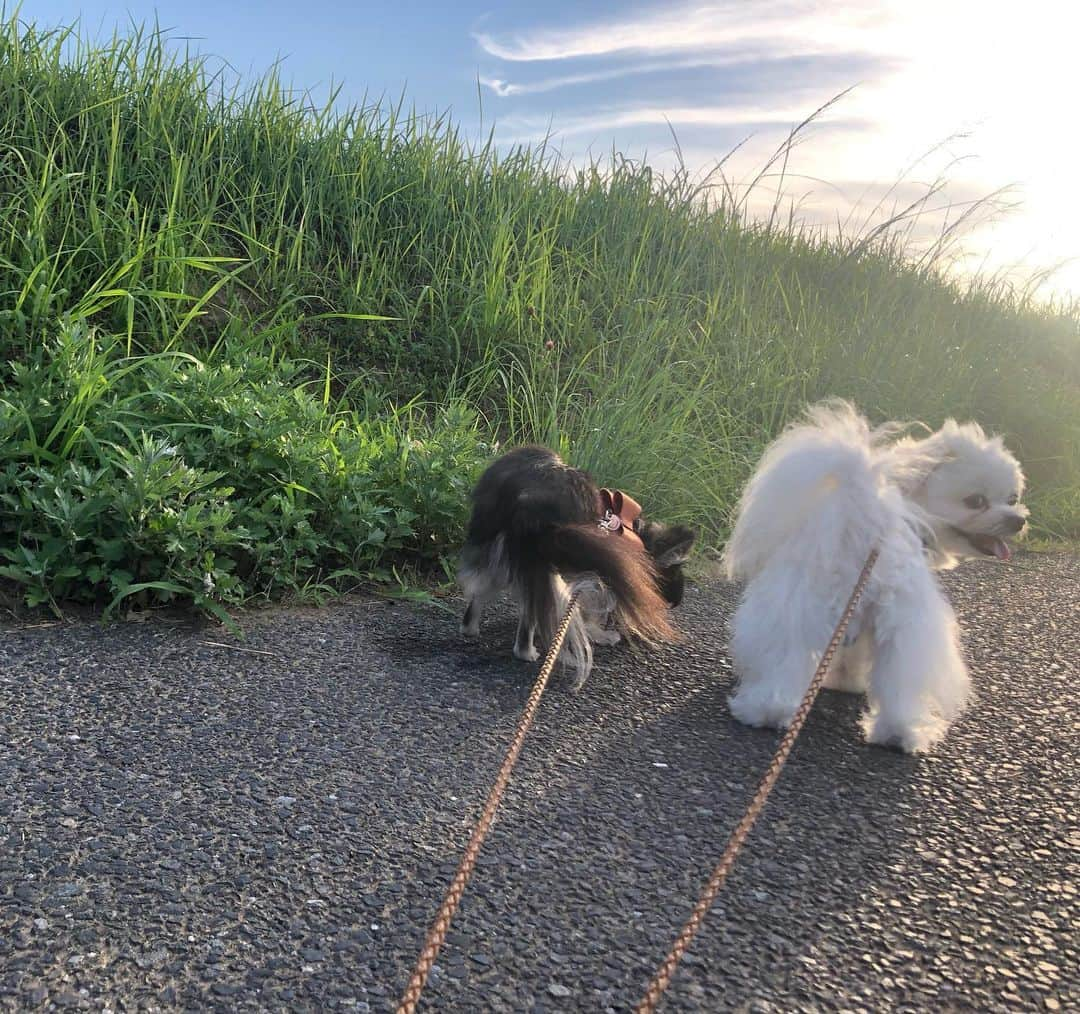 小野真弓さんのインスタグラム写真 - (小野真弓Instagram)「おはようございます╰(*´︶`*)╯🌞  日曜日いかがお過ごしですか❓🌻^_^ 我が家はみんな、 変わらず平和な朝🕊✨ 🐶🐶🐯🐯🐼 🐈🐱🐱🐱🐱  お散歩リーダー＼(^ω^)／にこにこハルくん🐏✨ のんびり✨とことこハナちゃん🦝 夜明けと共に〜 あさんぽ出発🌅✨🙋‍♀️ 5時半スタートで、爽やか快適あさんぽでちた😆🍃  今日も暑くなりそうですね😆🌞 日差しをよけながら〜 良い一日を🏄‍♀️🍍🌺🐾  #チワワ#ハナちゃん #チワマル#ハルくん #雑種猫兄妹#アオくん#ナナちゃん #お泊まり猫#ちりんくん#さりげなく再再再登場 #犬と猫のいる暮らし#犬猫日記 🐾 #ママ猫#ろくちゃん #ベビ猫#みーちゃん#めーちゃん#むーちゃん#もーくん #親子猫#預かり猫#元野良#保護猫#卒業間近#さばとら#きじとら#はちわれ#生後50日目」7月31日 8時19分 - hanaharuaroi