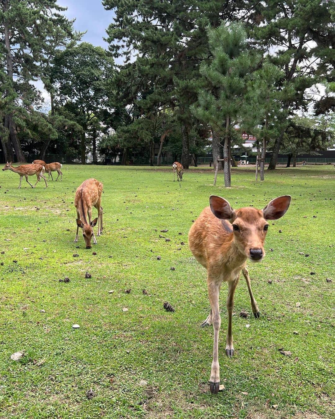 加護亜依さんのインスタグラム写真 - (加護亜依Instagram)「可愛いなぁ..🦌🦌🦌🌳」7月31日 12時30分 - ai.1988kg