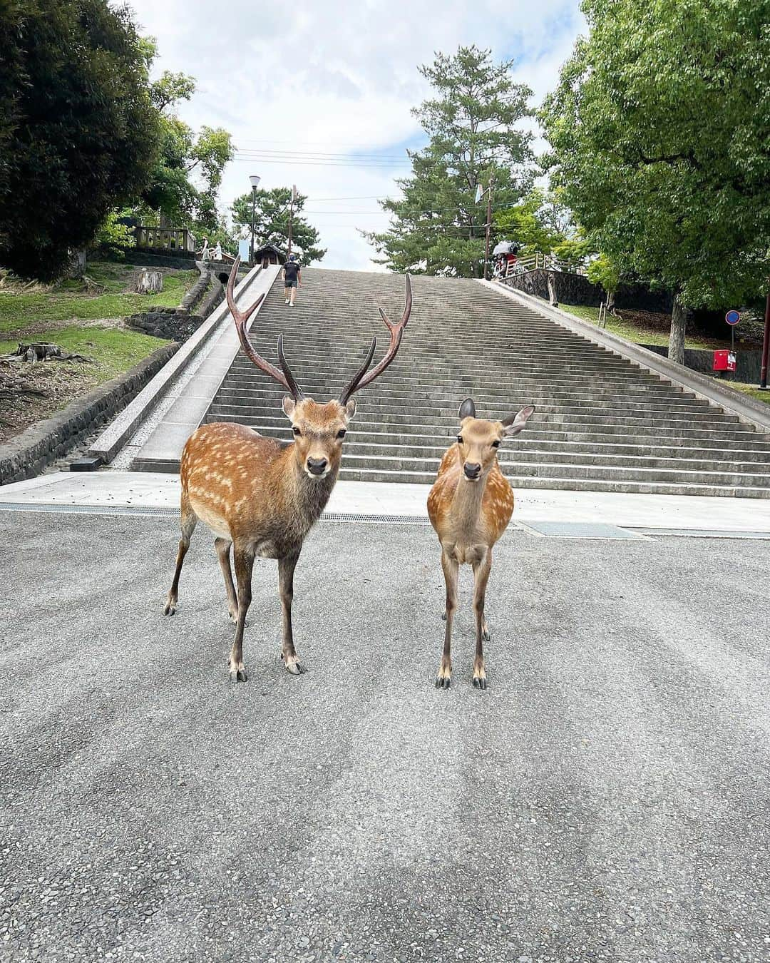 加護亜依さんのインスタグラム写真 - (加護亜依Instagram)「可愛いなぁ..🦌🦌🦌🌳」7月31日 12時30分 - ai.1988kg