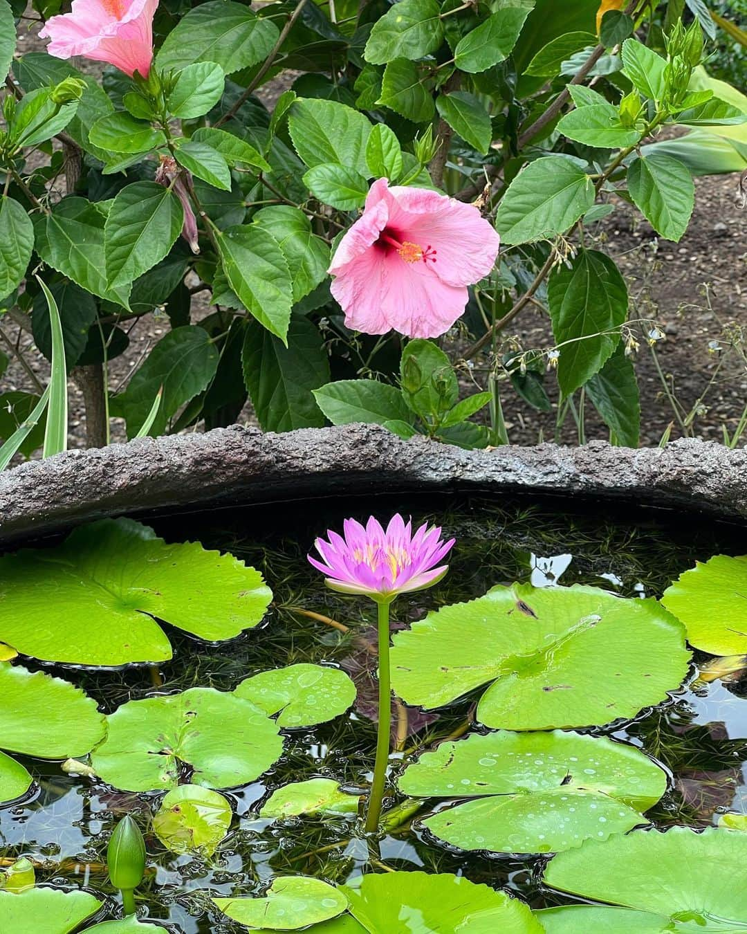 アンミカさんのインスタグラム写真 - (アンミカInstagram)「部屋の外に、美しい蓮の花が🪷　  蓮の花は私の人生の花🪷 冷たく暗い泥の中を、光を信じてまっすぐに伸び、仏様が鎮座する美しい花を咲かせるので、人生光の方向に進めば、強く凛とした自分だけの色の花を咲かせられるという気持ちになるのです🪷✨✨  朝早くは眠っていて蕾の状態だけど、昼になると美しく咲き誇り、また夕方になると蕾になってお眠りする💤  家で花を育てる"花咲兄さん"の夫と共に、毎日この子たちに会うのが楽しみで癒されていました☺️🪷🪷🪷  初めは一つだったのに、隣に蕾が出て、翌日には蕾の方が元気になって、、、。そろそろ家の花達に会いたい🌼と恋しくなっています🌱  Have a  hllspd💛💙❤️💚💜🤍  撮影　@theodoremillertokyo  #hualalai  #fourseasons」7月31日 14時14分 - ahnmikaofficial