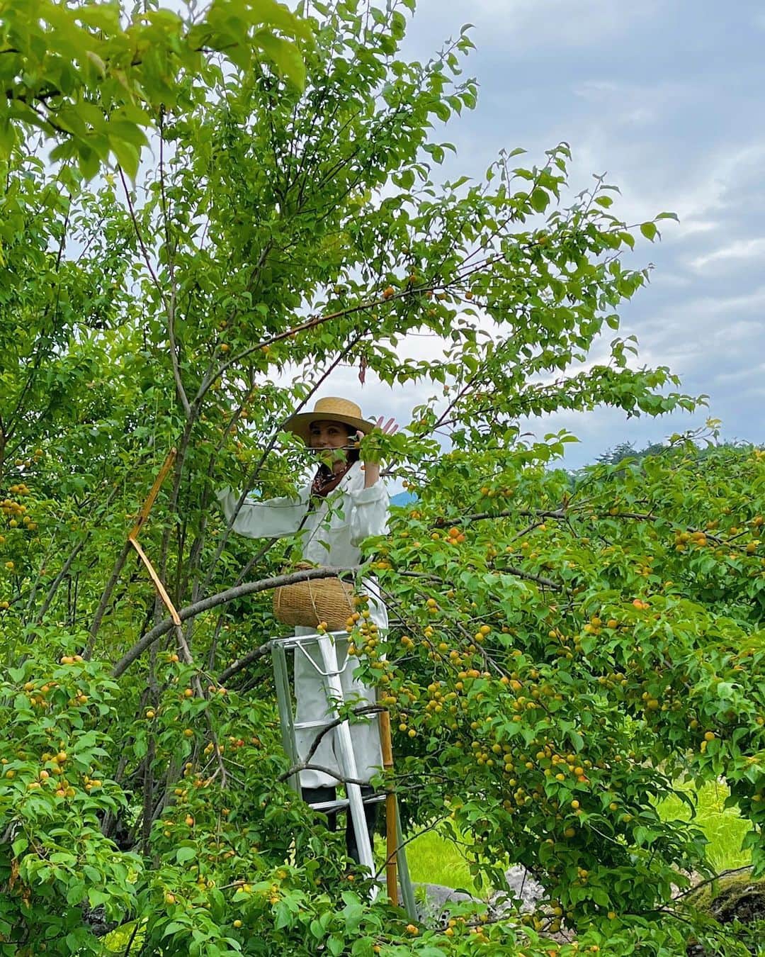 田沢美亜さんのインスタグラム写真 - (田沢美亜Instagram)「６月下旬から梅の収穫が始まり、７月中旬に無事に終わりました😌 一年に一度の実り、今年も大切に収穫させていただきました。 完熟梅の甘〜い香りに包まれながらの収穫作業はこの時期にしか味わえない特別な時間。 収穫が終わるとなんだかさみしい気持ちに...涙  来年も良い実をならしてくれるようにここからまた一年間梅のお世話にはげみます。  さぁ、８月は梅の干し作業頑張ります💪🌞  @t_three_farm  @urakutokyo   #tthreefarm #uraku_tokyo #無肥料無農薬 #自然栽培 #道法スタイル #DOHOSTYLE #循環型農園 #梅農園 #兼業農家 #二拠点生活 #梅のある暮らし #梅 #小梅 #完熟小梅 #月夜野 #水上 #群馬 #田沢美亜」8月1日 11時00分 - miatazawa
