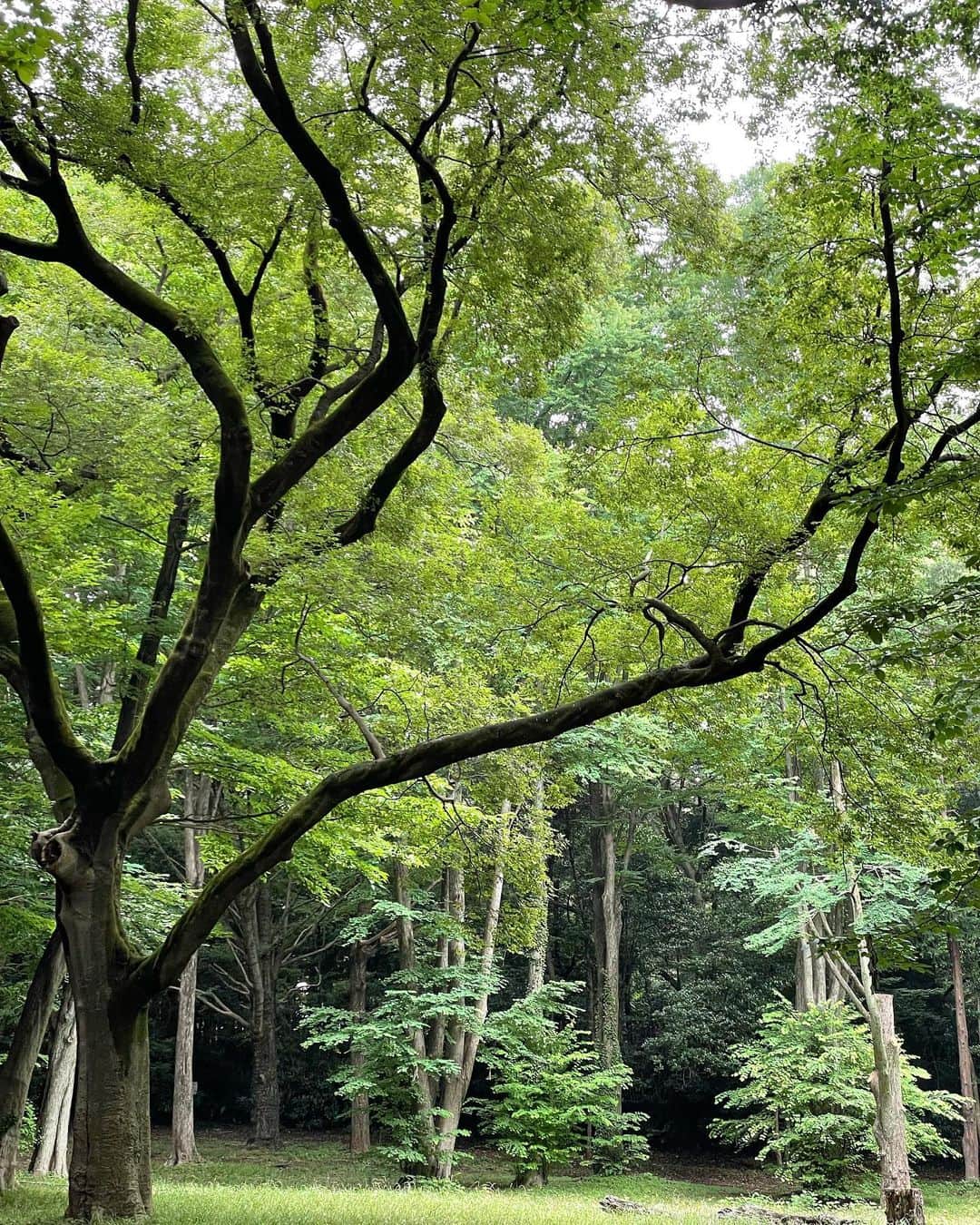 山口もえさんのインスタグラム写真 - (山口もえInstagram)「・  トトロがでてきそう♡ どこへ行くにも暑いから 早朝サイクリングへ🚴‍♀️ もっぱらこぐのは私 次女は乗ってるだけだけど。笑  #森林浴#デート #代々木公園 #サイクリング」8月1日 13時47分 - moe_yamaguchi0611