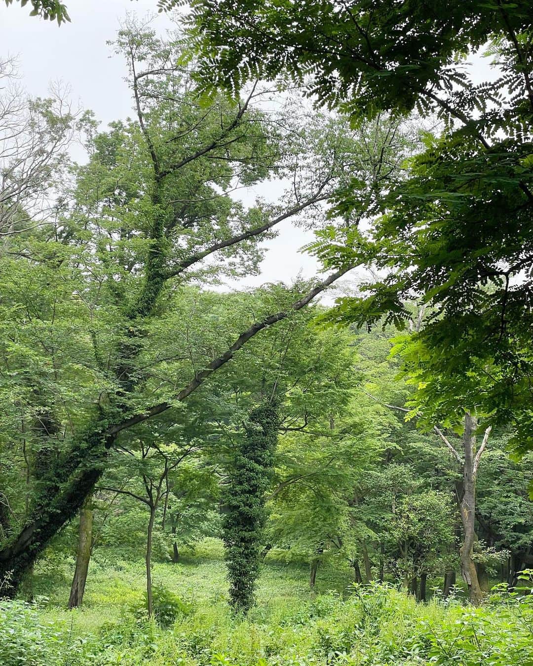 山口もえさんのインスタグラム写真 - (山口もえInstagram)「・  トトロがでてきそう♡ どこへ行くにも暑いから 早朝サイクリングへ🚴‍♀️ もっぱらこぐのは私 次女は乗ってるだけだけど。笑  #森林浴#デート #代々木公園 #サイクリング」8月1日 13時47分 - moe_yamaguchi0611