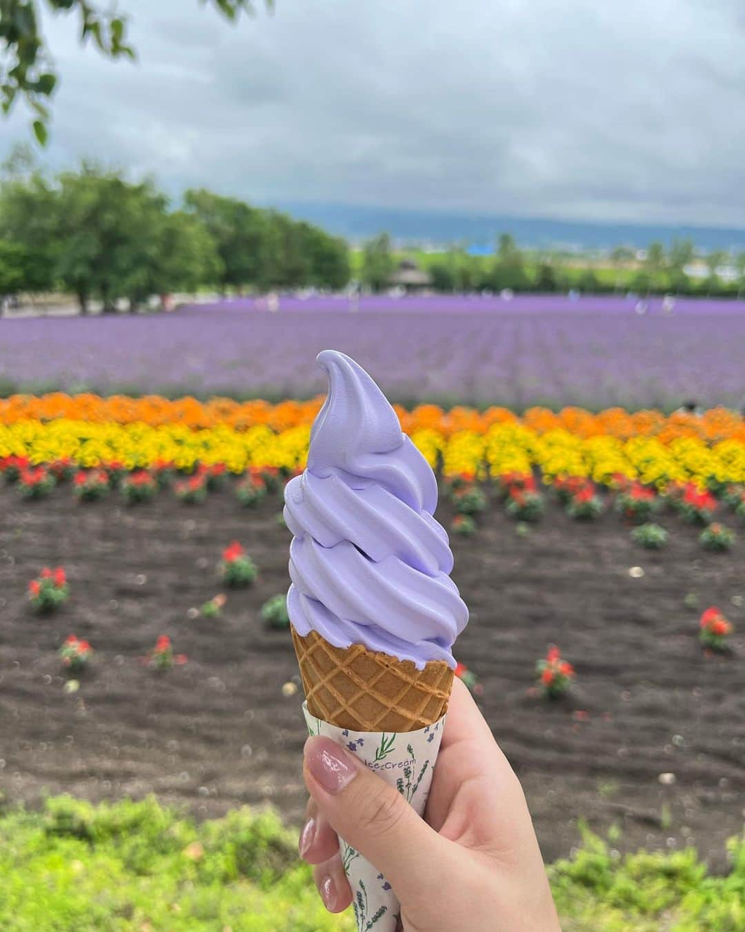 ちとせよしのさんのインスタグラム写真 - (ちとせよしのInstagram)「夏の北海道は最高と聞いて…( ≖͈́ ·̫̮ ≖͈̀ ) 高2冬の修学旅行ぶり！雪のイメージしかなかったけど、涼しいしご飯も景色も最高でこれはまた来年の夏も来たいですな〜🌻  #北海道旅行 #北海道観光 #ひまわり畑 #ラベンダー畑 #夏コーデ #かごバッグ」8月1日 18時04分 - chitose_yoshino