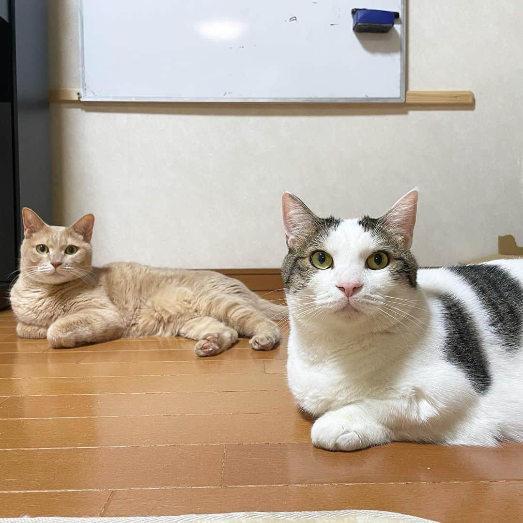 ひのき猫さんのインスタグラム写真 - (ひのき猫Instagram)「2匹並んで撮ったその後、オマメは立ち去り、、、 ひの姉さん、かわいいです(〃´-`〃)♡」8月1日 20時09分 - hinoki.cute.kitten