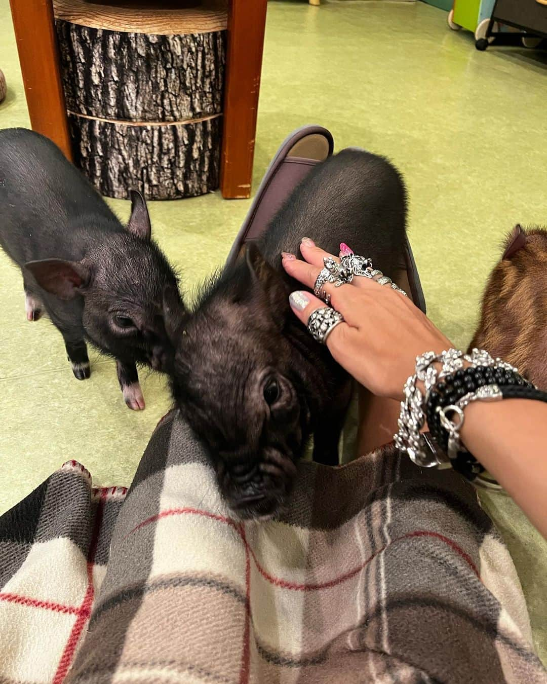 神谷麻美さんのインスタグラム写真 - (神谷麻美Instagram)「#ブタ ちゃん🐷Cafe💖🐖💖🐖💖✨  💖🐖🐖🐖🐖🐖🐖🐖🐖🐖🐖💖   #ぶた ちゃん🐷かわいい〜っ💖𓃟💖🌈💖✨」8月2日 19時11分 - asamice428