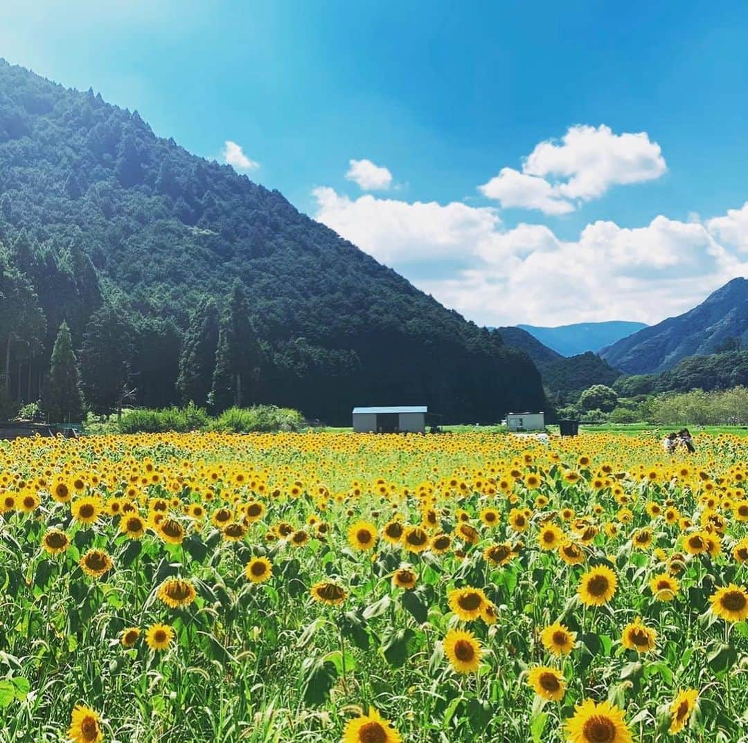 内山絵里加さんのインスタグラム写真 - (内山絵里加Instagram)「・ ・ 8月になりましたね𓂃 𓈒𓏸◌ きょうも溶けそうなほど暑いですが がんばりましょう🌻 ・‬ 8月は、みなさんにお会いできるイベントが いっぱいです👱🏻‍♀️ 早めに教えてほしいという声を いただきましたので、メモ🔖 ・ ▶︎8月6日(土) 『トライアルパーク蒲原 @trialpark_0702 にて tea + さん1日店長』 11:00-17:00 1日店長👩‍🍳 美味しい、おいしい かき氷を販売します🍧 ・  ▶︎8月7日(日) 『アミュレットさん @amulet0310_official  　　　　　　　　　　　サマーフェア訪問』👱🏻‍♀️💎 ・ ▶︎8月11日（木・祝） 『ふくわうち公開生放送』 静岡市七間町アルティエにて 13:00-16:00 レイザーラモンRGさんと 生放送します📻❤︎ コラボドリンクもあるかも🥤 ・ ▶︎8月21日(日) 静岡市民文化会館にて 『林家木久扇・木久蔵親子落語会』 スペシャルゲストとして 参加させていただきます🍋 ・ それぞれ近くなったらまたお知らせしますね！ みなさんにお会いできるのを楽しみにしています👱🏻‍♀️ 暑さに気をつけて 健やかにお過ごしください🌱🚿 ・ #静岡 #かき氷 #トライアルパーク蒲原 #teaプラス #イベント #公開放送 #落語会 #8月 #夏の思い出」8月3日 9時25分 - erika.uchiyama1129