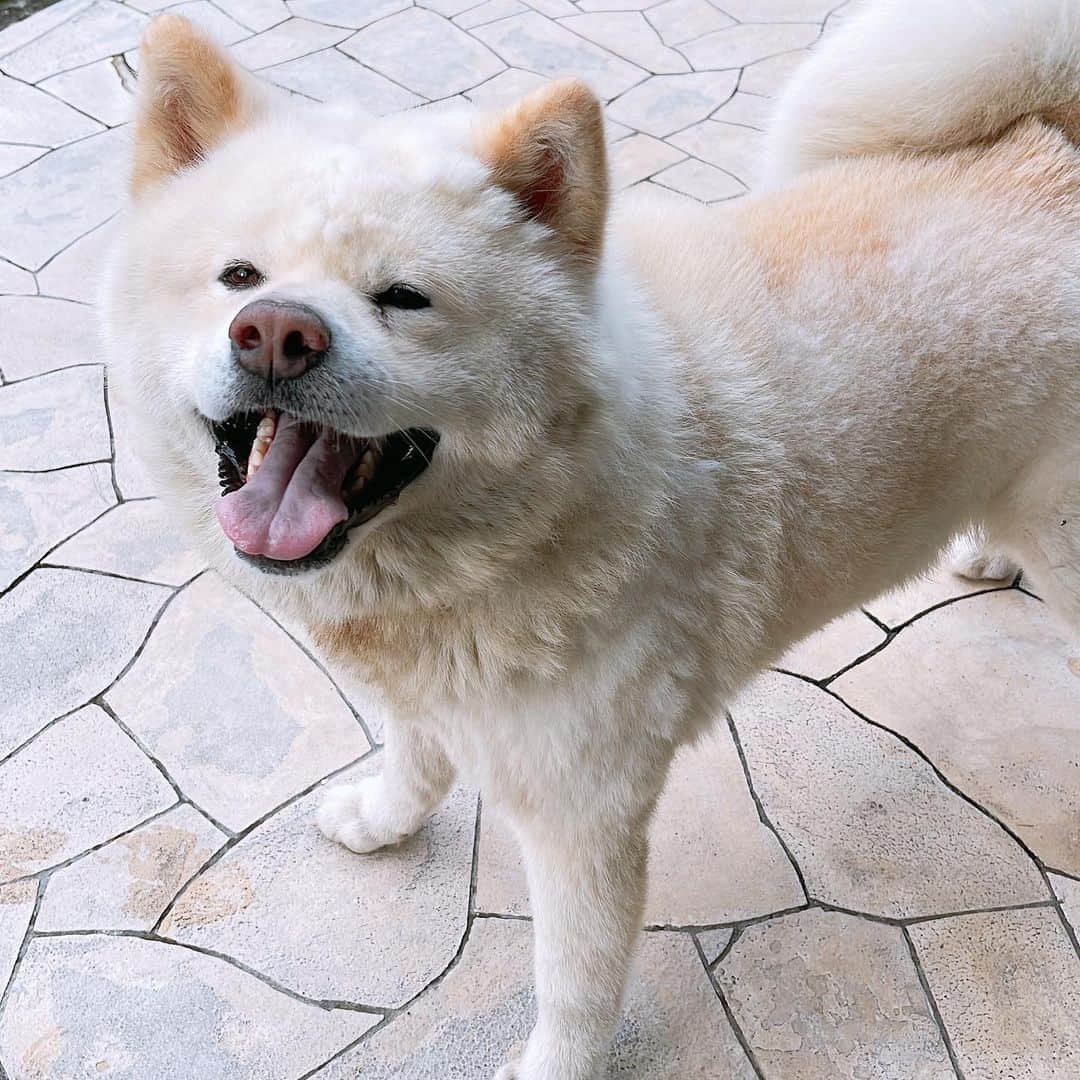 水谷雅子さんのインスタグラム写真 - (水谷雅子Instagram)「名古屋33℃🌤☂️ おはようございます！ 今朝は薄っすらと雲が広がった晴れ。 今日は天気が変わりやすく急な雨に注意☔️ ジメジメ蒸し暑いです。🐌 からだもだるくなりがちです。 朝食はしっかり食べて体力つけてくださいね！ 頑張って行ってらっしゃい❤️ #goodmorning #breakfast  #akitainu #dogsofinstagram  #秋田犬#秋田犬マグ#おはようマグ #今朝のマグ #トースト#ベビーリーフ #フルーツヨーグルト #目玉焼き#ベーコン #アイスコーヒー#珈琲 #水谷雅子#水谷雅子beautybook50の私 #水谷雅子の美容の秘訣シリーズ」8月5日 7時27分 - mizutanimasako