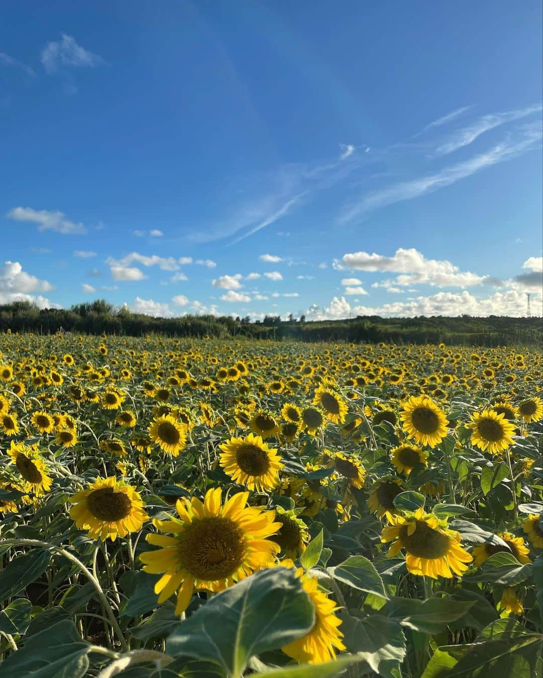 松島花さんのインスタグラム写真 - (松島花Instagram)「: 今日で33歳になりました🌻 同じお誕生日の皆さん♡ 8月生まれの皆さん♡ おめでとうございます😆🍉 : いつもイイね♡やコメント♡して 下さってありがとうございます🙏🏻 私は皆さんからのコメントに いつも元気をもらっています🤗 33歳もよろしくお願いします💛 : #10時37分産まれ #8月5日  #誕生日 #夏休み中」8月5日 10時39分 - hana_matsushima_official