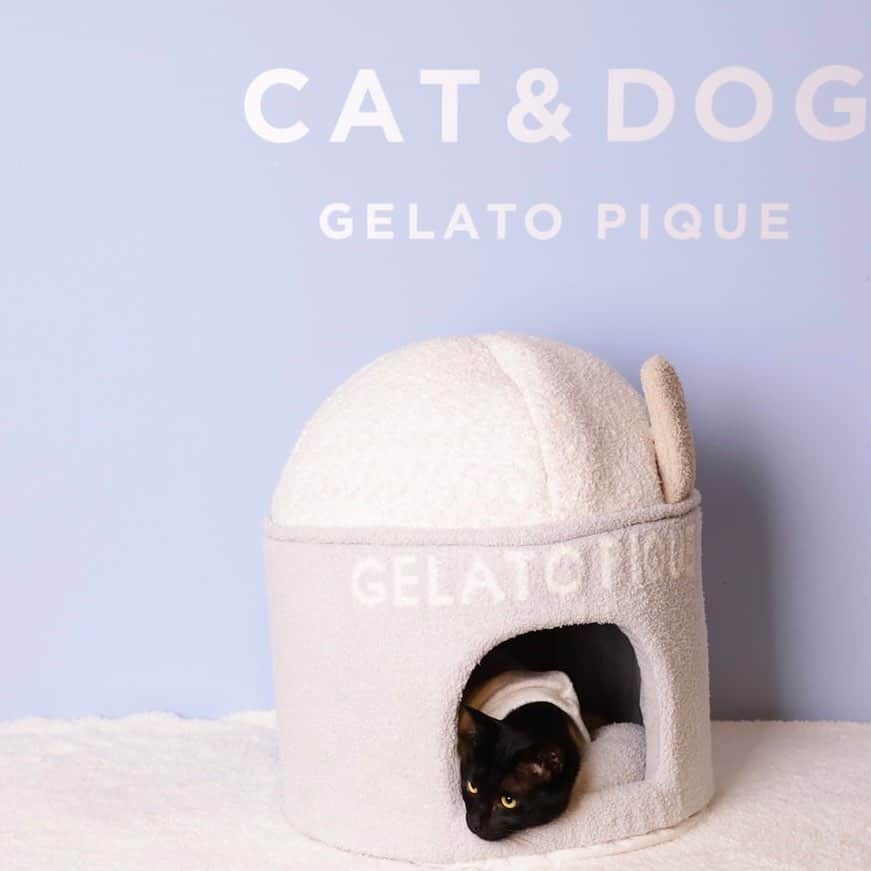 加藤ナナさんのインスタグラム写真 - (加藤ナナInstagram)「⁡ ⁡ ⁡  8.10（WED）START GELATO PIQUE CAT&DOG 🐾 ⁡ もこもこ、ふわふわ、なめらか。 夢の心地を、愛するキャット&ドッグにも。 暖かな着心地や包み込まれるベッドで 一緒に暮らす猫や犬をもっと幸せしたい。 そんな想いが込められたコレクション♡ ⁡ ネロさんはアイスクリームのベッドに ずっと入ってた😂🍨♡ ⁡ もこもこ、ふわふわ、なめらかな肌触りが ネロさんも私も大好きなので このコレクションは嬉しすぎます🫶✨ ⁡  ⁡ #gelatopique #ジェラートピケ #gelatopique_cat_dog #ジェラートピケキャットドッグ #猫グッズ #犬グッズ ⁡ ⁡」8月5日 17時06分 - katouchan