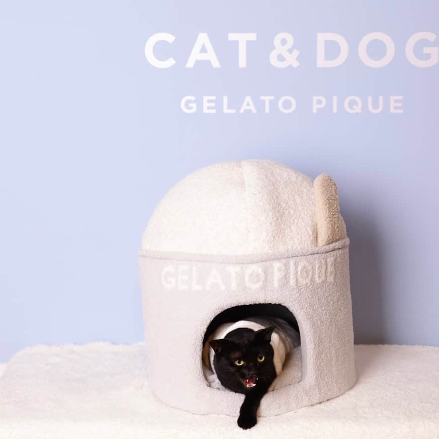 加藤ナナさんのインスタグラム写真 - (加藤ナナInstagram)「⁡ ⁡ ⁡  8.10（WED）START GELATO PIQUE CAT&DOG 🐾 ⁡ もこもこ、ふわふわ、なめらか。 夢の心地を、愛するキャット&ドッグにも。 暖かな着心地や包み込まれるベッドで 一緒に暮らす猫や犬をもっと幸せしたい。 そんな想いが込められたコレクション♡ ⁡ ネロさんはアイスクリームのベッドに ずっと入ってた😂🍨♡ ⁡ もこもこ、ふわふわ、なめらかな肌触りが ネロさんも私も大好きなので このコレクションは嬉しすぎます🫶✨ ⁡  ⁡ #gelatopique #ジェラートピケ #gelatopique_cat_dog #ジェラートピケキャットドッグ #猫グッズ #犬グッズ ⁡ ⁡」8月5日 17時06分 - katouchan