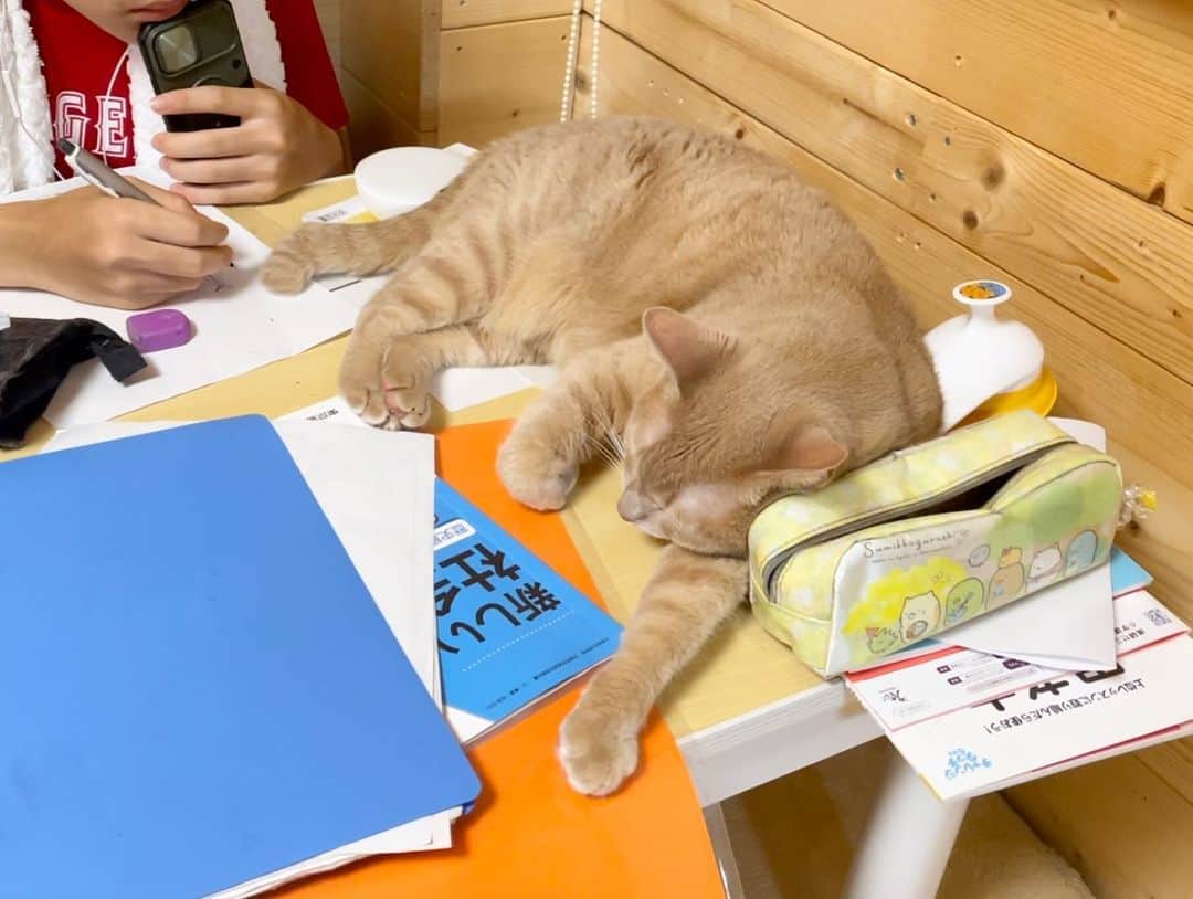 ひのき猫さんのインスタグラム写真 - (ひのき猫Instagram)「相変わらず仲良しです⸜( ˶ ̇ᵕ​ ̇˶)⸝」8月5日 21時46分 - hinoki.cute.kitten
