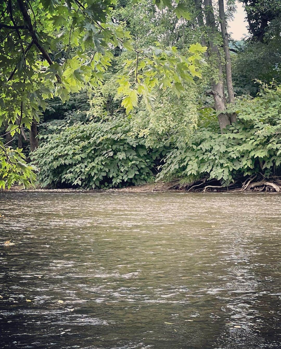 三浦瑠麗さんのインスタグラム写真 - (三浦瑠麗Instagram)「田舎町で、少々休み。 一面に広がる元農場の草原。 ファームハウスの朝ごはん、ちいさな魚が泳ぐクリークの流れに足を浸す。」8月6日 6時56分 - lullymiura
