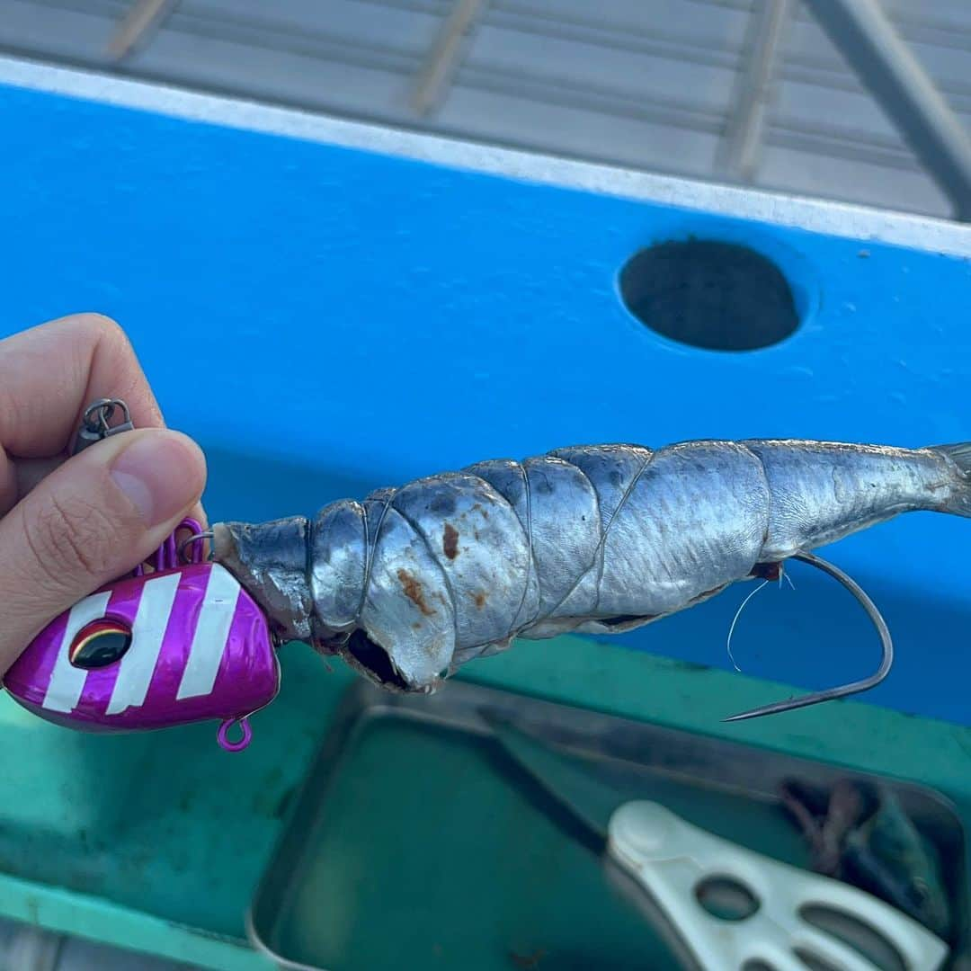 彼方茜香さんのインスタグラム写真 - (彼方茜香Instagram)「ドラゴン太刀魚♥ 東京湾の129cmのドラゴン級太刀魚釣りましたー‎|•'-'•)و✧ それどころか100cmオーバー6本！ トータル20本のタチウオ釣りましたー！！ タチウオテンヤ釣りたーのーしー！ 楽しすぎて肩壊しましたー(笑) でもまたすぐ行きます(▭-▭)✧  #タチウオテンヤ  #50号  #紫ゼブラアタリ日  #平作丸  #膝神師匠に感謝  #東京湾  #sarynfishing」8月6日 9時49分 - serikaochikata