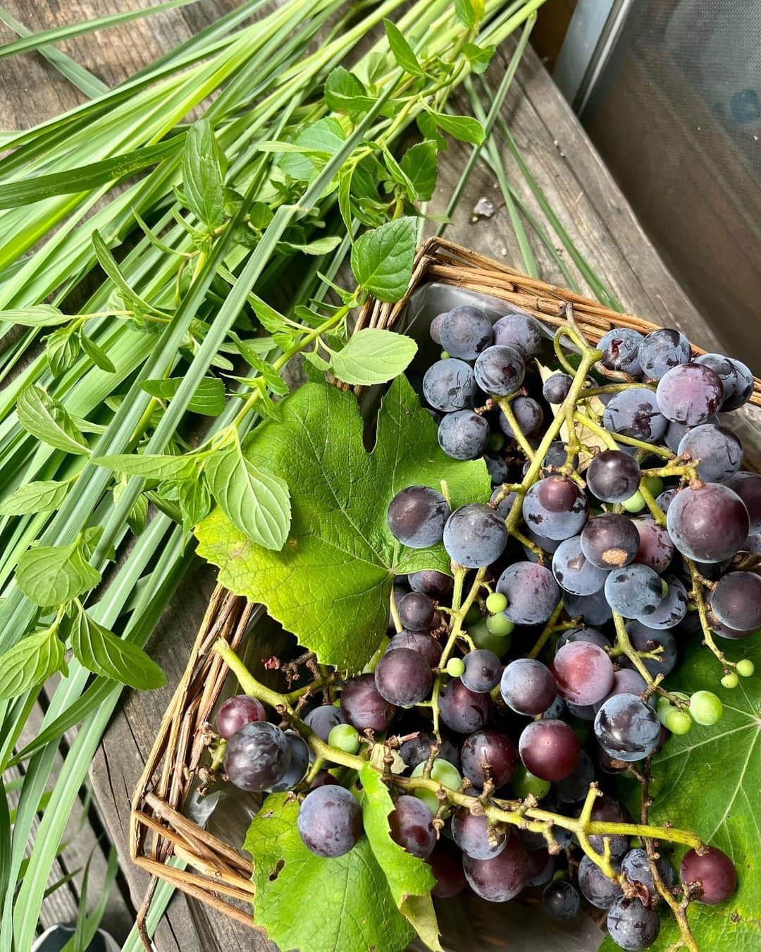 工藤静香さんのインスタグラム写真 - (工藤静香Instagram)「初めて美味しく食べられたばばちゃんの葡萄🍇 大収穫です！ そして、立派なレモングラス✨乾燥させて保存したいので貰いました。笑  収穫している間ずっと指先が怖かったです。笑笑笑笑」8月6日 13時19分 - kudo_shizuka