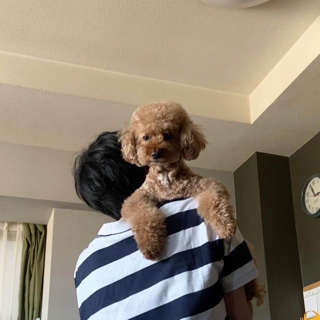 高田夏帆さんのインスタグラム写真 - (高田夏帆Instagram)「肩幅ガンダム犬#ただいま」8月6日 19時50分 - takadakaho
