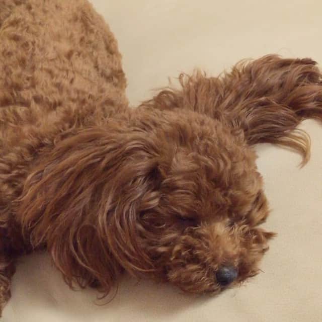 小林愛実のインスタグラム：「眠たいみたい…寝ちゃった。笑 じゃましないでの手が可愛い。  #親ばかなのかな #プードル #ティーカッププードル #poodle #teacuppoodle」