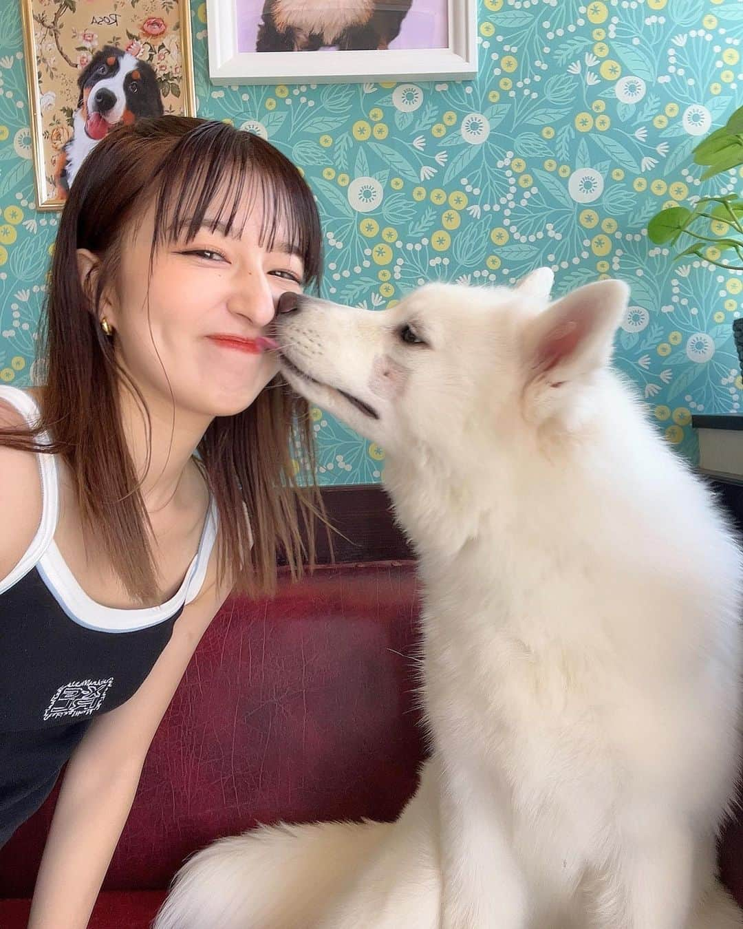 市野莉佳さんのインスタグラム写真 - (市野莉佳Instagram)「. ずっと行きたかった @bigdog_grandmou さん🐶♡ インスタ見てずっと癒されてて 実物のわんちゃんたち見たら 激かわすぎて幸せすぎた~ おやつの時に集まってくれたのが 天使やった... 絶対またすぐ行く~🫶🏻 . #grandmou #大型犬カフェ #大型犬 #わんちゃん #りかりこ #双子 #japan」8月8日 20時36分 - ichirika_62