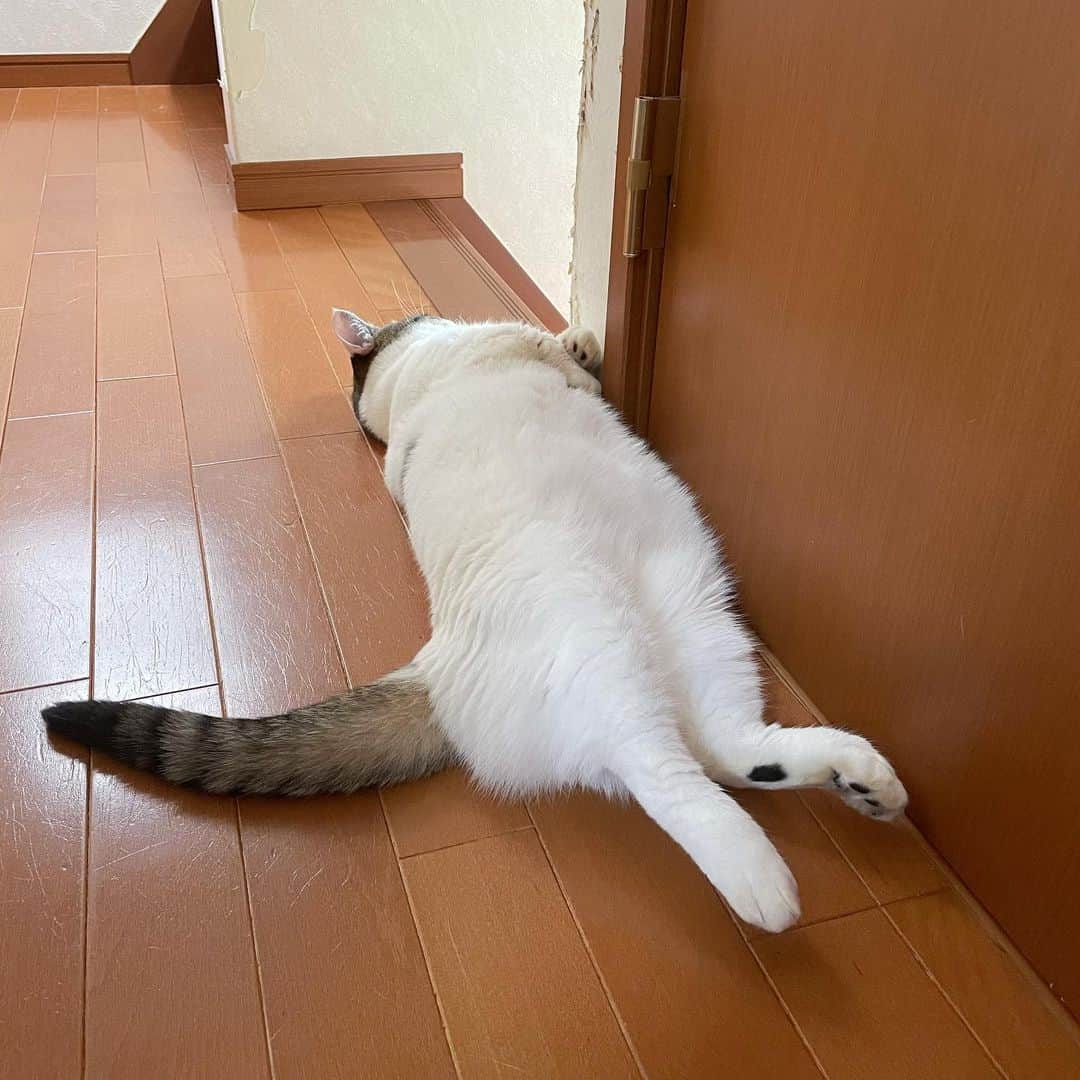 ひのき猫さんのインスタグラム写真 - (ひのき猫Instagram)「かしこまった寝相w」8月9日 9時13分 - hinoki.cute.kitten