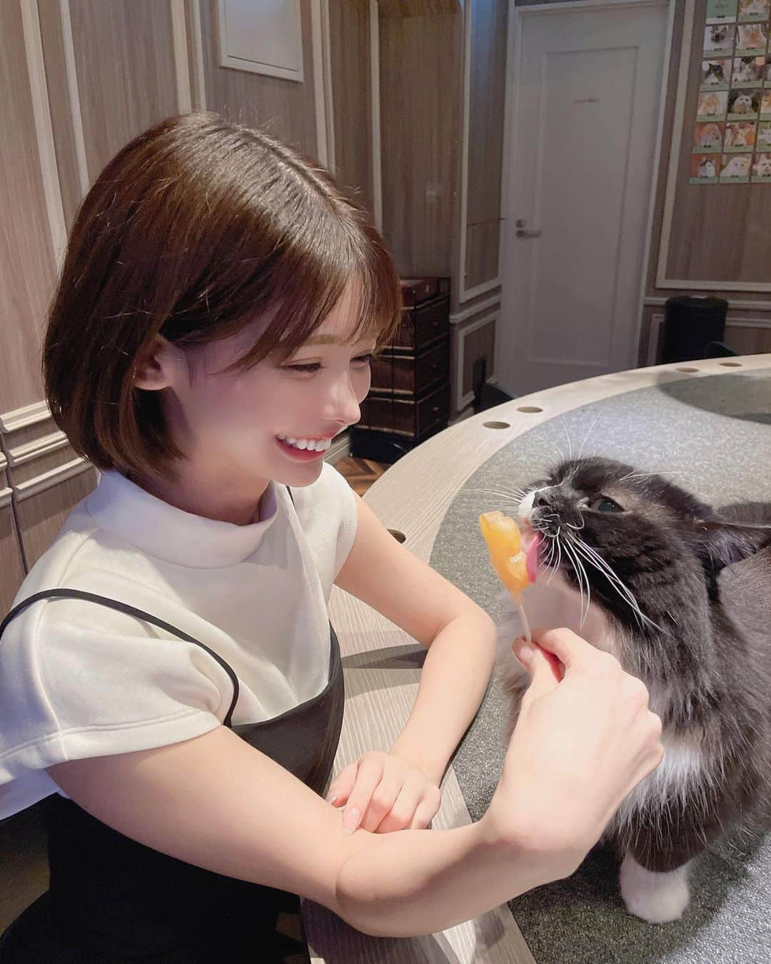 米倉みゆさんのインスタグラム写真 - (米倉みゆInstagram)「猫カフェ行きすぎて猫カフェの楽しみ方が独特な女(写真3枚目以降) · この勢いだとMOCHA都内全店舗制覇しそう🐱好きすぎる · · 渋谷のド真ん中にあって 比較的空いてて、1階と2階に別れてるタイプの店舗だったよ！ · · インスタフォローすると 飴ちゃんビックサイズにしてもらてるから毎回お願いしてる🐱とてもよい · · MOCHAは匂いもほんーーーとにしなくて、店内も清潔感あって 何時間でもいれます😌 · · · · · · #東京猫カフェ #癒されスポット #ねこのいるカフェ #渋谷猫カフェモカ #渋谷カフェ #猫カフェモカ #渋谷猫カフェ #天使 #子猫 #可愛い猫 #スコティッシュフォールド #癒し #癒し猫 #動物 #笑顔 #幸せ #可愛い女の子 #ショートカット #tokyo #shibuya #cat #kitty #smile #happy #japan #japanesegirl #japantrip #followforfollowback #likeforlikes #zoo PR」8月9日 9時39分 - yone__miyu630