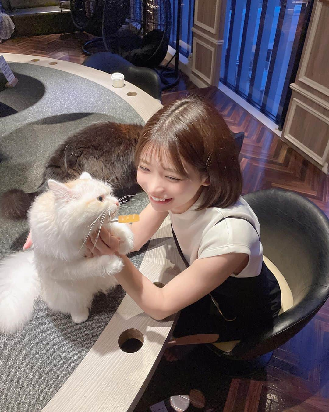 米倉みゆさんのインスタグラム写真 - (米倉みゆInstagram)「猫カフェ行きすぎて猫カフェの楽しみ方が独特な女(写真3枚目以降) · この勢いだとMOCHA都内全店舗制覇しそう🐱好きすぎる · · 渋谷のド真ん中にあって 比較的空いてて、1階と2階に別れてるタイプの店舗だったよ！ · · インスタフォローすると 飴ちゃんビックサイズにしてもらてるから毎回お願いしてる🐱とてもよい · · MOCHAは匂いもほんーーーとにしなくて、店内も清潔感あって 何時間でもいれます😌 · · · · · · #東京猫カフェ #癒されスポット #ねこのいるカフェ #渋谷猫カフェモカ #渋谷カフェ #猫カフェモカ #渋谷猫カフェ #天使 #子猫 #可愛い猫 #スコティッシュフォールド #癒し #癒し猫 #動物 #笑顔 #幸せ #可愛い女の子 #ショートカット #tokyo #shibuya #cat #kitty #smile #happy #japan #japanesegirl #japantrip #followforfollowback #likeforlikes #zoo PR」8月9日 9時39分 - yone__miyu630