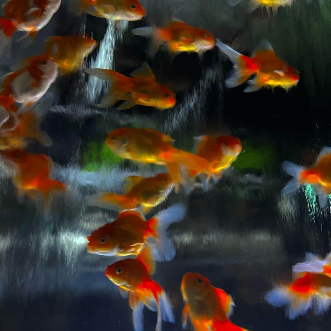 辻りりささんのインスタグラム写真 - (辻りりさInstagram)「.  最後のコかわいすぎるから見て❤︎  #ginza  #japan  #goldfish」8月9日 12時20分 - t_ririsa