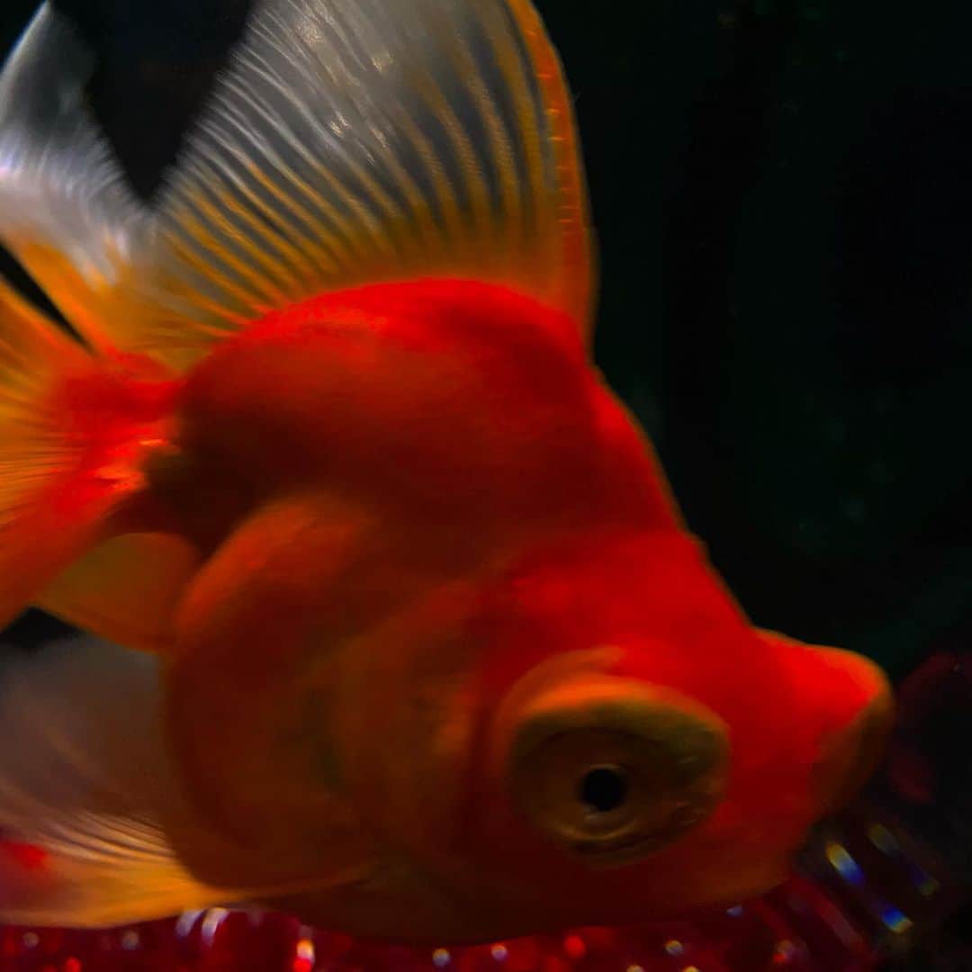 辻りりささんのインスタグラム写真 - (辻りりさInstagram)「.  最後のコかわいすぎるから見て❤︎  #ginza  #japan  #goldfish」8月9日 12時20分 - t_ririsa
