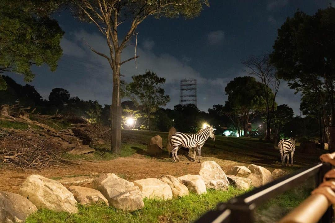 Yukiさんのインスタグラム写真 - (YukiInstagram)「先日、お友達家族と行ってきた #ナイトズー 🐘🦒  夜の動物園にはじめて行ってきたよ♡  夜に動物を見れるってなんだか特別な気がして大人もワクワク💓  暑さも落ち着いてる時間なので さくさく周れた☺️✨  ズーラシアは長女が3歳、双子ちゃんが1歳前くらいの時に家族で行った以来だったので、 縦型のツインバギーで👶👶ごきげんをみながらまわったことも鮮明に思い出しました☺️💓」8月9日 22時35分 - yukikuu96