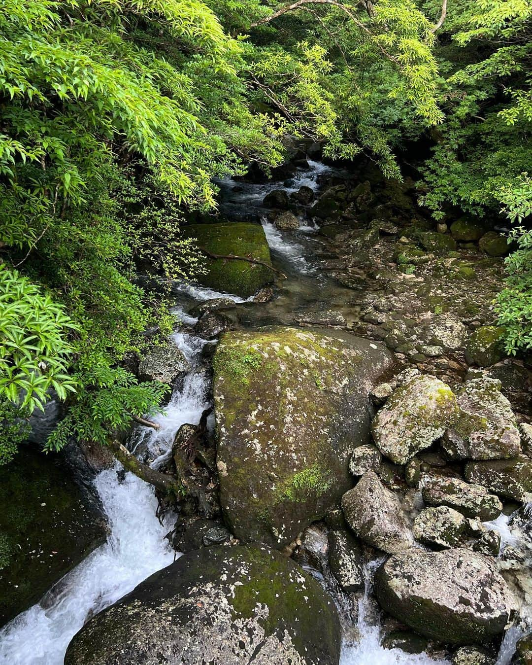 ローラさんのインスタグラム写真 - (ローラInstagram)「I took a trip to Yakushima to meet 7,200 year old Jomon cedar trees🌳🕊✨  日本にいるときに、約7200年も前から生きている縄文杉さんにあいたくて屋久島に訪れたよ🪨  まるでひいおじいちゃんのような愛いっぱいの優しさと温かさを感じたよ。　縄文杉さんありがとう🙏🌱」8月10日 7時02分 - rolaofficial