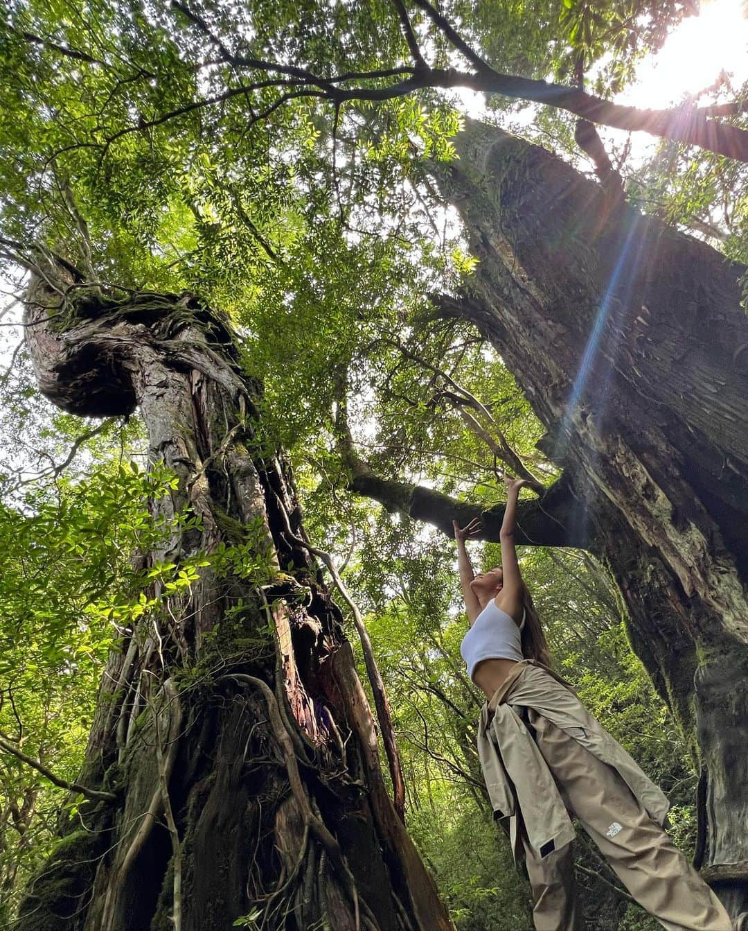 ローラさんのインスタグラム写真 - (ローラInstagram)「I took a trip to Yakushima to meet 7,200 year old Jomon cedar trees🌳🕊✨  日本にいるときに、約7200年も前から生きている縄文杉さんにあいたくて屋久島に訪れたよ🪨  まるでひいおじいちゃんのような愛いっぱいの優しさと温かさを感じたよ。　縄文杉さんありがとう🙏🌱」8月10日 7時02分 - rolaofficial