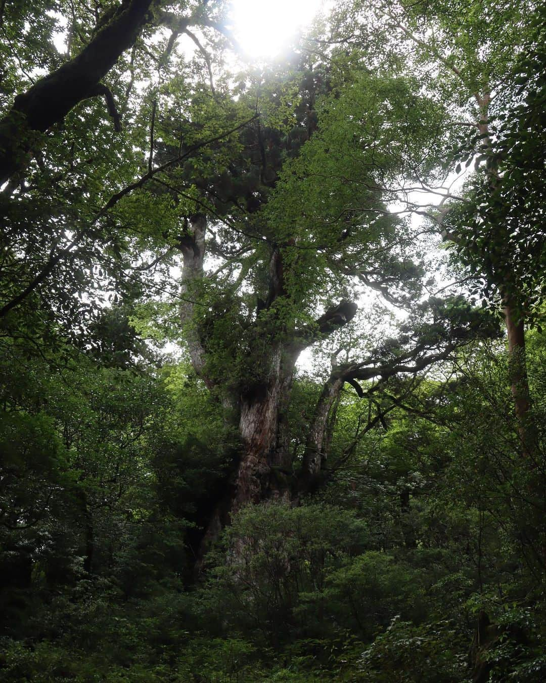 ローラさんのインスタグラム写真 - (ローラInstagram)「I took a trip to Yakushima to meet 7,200 year old Jomon cedar trees🌳🕊✨  日本にいるときに、約7200年も前から生きている縄文杉さんにあいたくて屋久島に訪れたよ🪨  まるでひいおじいちゃんのような愛いっぱいの優しさと温かさを感じたよ。　縄文杉さんありがとう🙏🌱」8月10日 7時02分 - rolaofficial