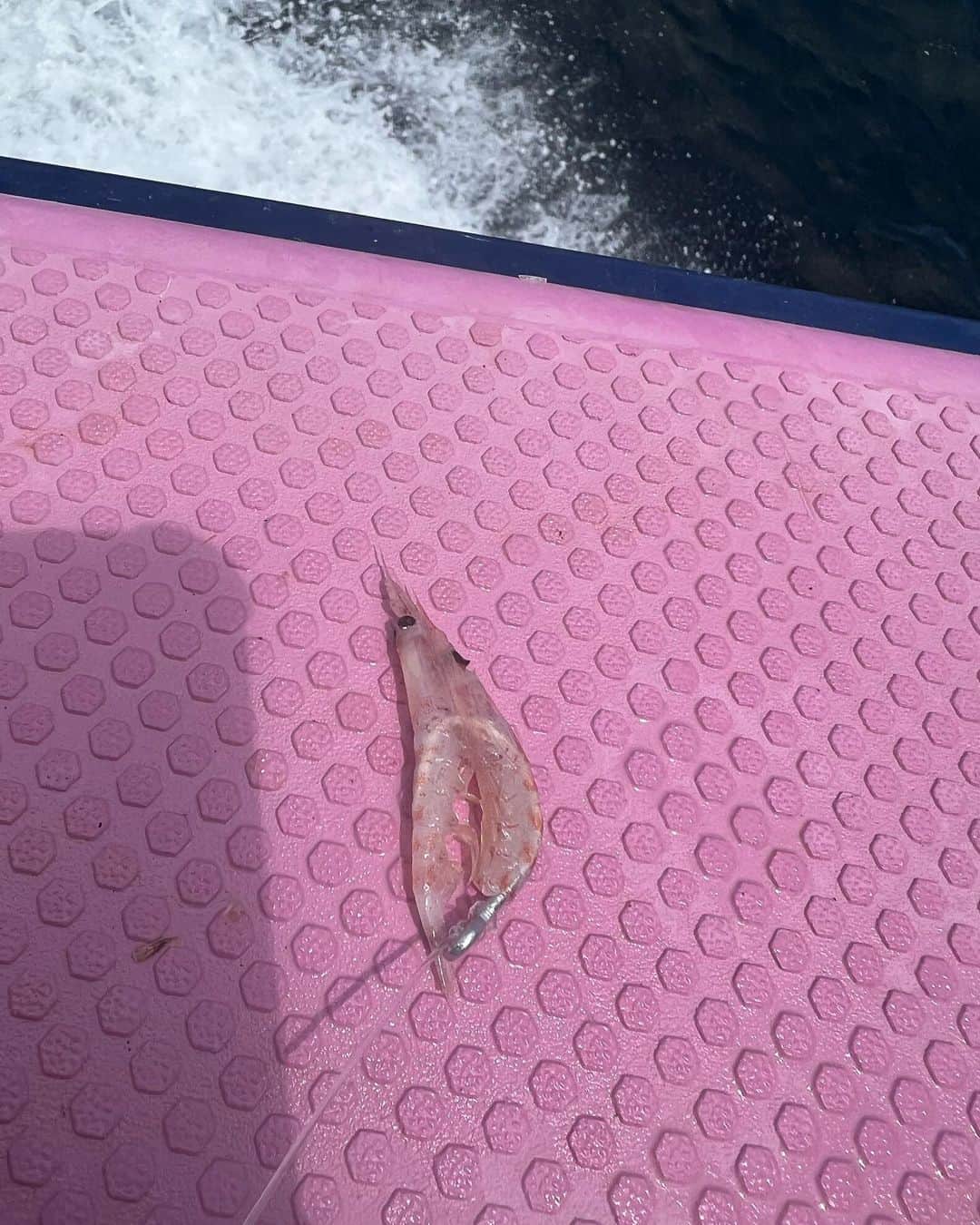 吉野七宝実さんのインスタグラム写真 - (吉野七宝実Instagram)「8月から相模湾コマセマグロが解禁しましたね！！  8月1日解禁日に今年もよろしくのご挨拶がてら釣りに行きましたが、跳ねてるのは見つけられるもすぐに群れが散ってしまい、クルージング&エサやりで終わってしまいました。 ベイトがトビウオだったみたいで、トビウオだと散るのが早いんだとか。  ま、解禁日はそんなのよくある事なんで模様が見れただけでオッケー！ これからこれから！  そして8月8日2度めのチャレンジ！  カツオがいい感じに難しくチョロチョロ釣れ始めるようになりました🙌  このシーズンらしい、群れを追っかけては船を先回りしてコマセカゴを投入！ 群れが移動したらまた投入！ と忙しく追っかけて群れに当ててくれる船長には本当感謝ですね！  私はカツオ掛けたのに水面でバラしました😂初ガツオ楽しみにしてたのに、、！  朝はカツオが良かったんですけど、午後になってカツオが大人しくなっちゃったのでカツオは諦めてマグロに変更〜！！  仕掛け替えて3投目くらいでヒット〜！  ドラグ結構硬めにしてたんだけど10〜15mくらい走ったかなあ〜？？  すぐマグロだって分かったからマグロ掛かったよーーー！！！って船で大騒ぎ！！  最初のランがおわったので3回くらい念入りに合わせて、竿持ってみたら、、、 軽い😂  あれ、、、大騒ぎしちゃったけど かる〜！！  すんなりいい子に上がってきた、かわいいキメジちゃんでした🥹  マグロが掛かると他の人にお祭りしちゃうから、その一本を大切にあげるためにヒットした人以外は仕掛けを上げなきゃ行けないんだけど、大騒ぎしてみんな仕掛け上げてもらって、恥ずかしいし申し訳ない😂  サイズを選んで釣る技術は私にはないので、ヒットさせただけヨシとしましょ。  今年も楽しい夏が始まったって事で、まだまだシーズン長いんでまずはキハダと呼べるサイズ目指して頑張ります🫡  Gokuspe Grand Evo version F special cross CRG 170M  #相模湾　#コマセマグロ　#冲右ヱ門丸  #gokuspe」8月10日 10時30分 - shihomi0305