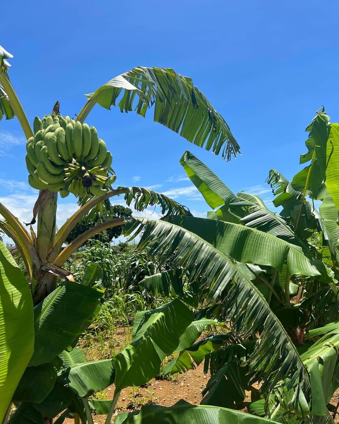 ayumiさんのインスタグラム写真 - (ayumiInstagram)「🍌🍌🍌 島バナナ園🌈🌈🌈 甘くてもちもちだったな〜🥺🔥  バナナ農園ってすごく広大で びっくり😳 #宮古島 #バナナ園」8月11日 23時11分 - ayupichikitchen