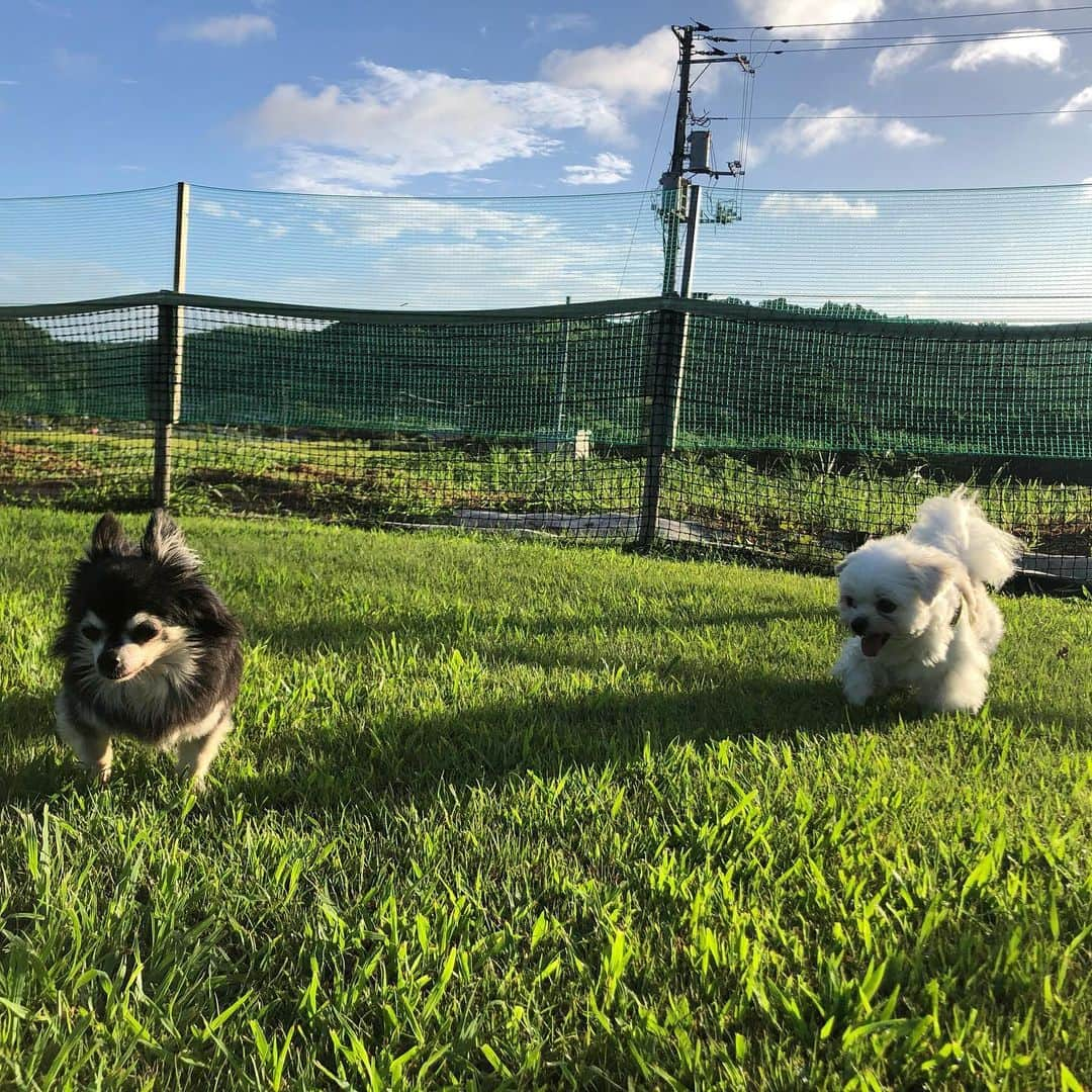 小野真弓さんのインスタグラム写真 - (小野真弓Instagram)「おはようございます☺️  台風が近づいているようですね🌀 今日のうちに、 飛ばされそうなものを片付けまーす🙋‍♀️  ほったらかしすぎた家庭菜園で〜 大きな瓜を見つけました😆🥒  今日も良い一日を🍀 平和な一日になりますように☺️🐾  #チワワ#ハナちゃん #チワマル#ハルくん #雑種猫兄妹#アオくん#ナナちゃん #お泊まり猫#ちりんくん #早朝ドッグラン#545#田園風景#千葉暮らし #家庭菜園#うり#トマト#オクラ#ナス#ししとう #腰の高さに育ったマリーゴールド 🐾 ハナちゃん、なんとか、、 ちびちび口にしてはいますが、 もう少し頑張って食べてほしい🥺  昨日は、 ハルのアレルギーフード7粒と、 どら焼き少し食べました🍖🧇  点滴10日目。 1.8キロ。 体重も減っています😞 今日も食べてくれるもの探し 頑張ります😆🙋‍♀️💕  とりあえず朝イチ、 庭の紫蘇をむしって食べてました。🌿 頑張れーハナちゃーん🥺✨」8月12日 9時30分 - hanaharuaroi