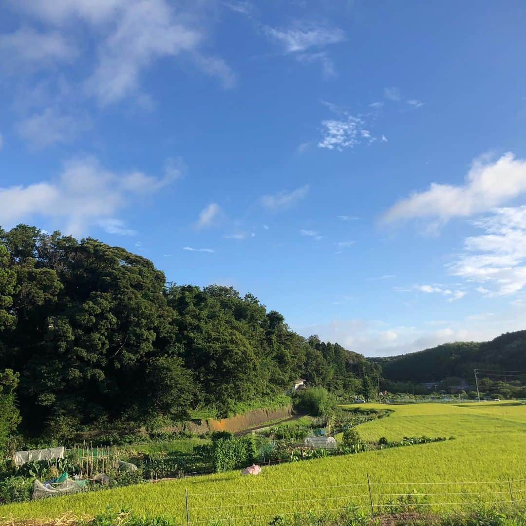 小野真弓さんのインスタグラム写真 - (小野真弓Instagram)「おはようございます☺️  台風が近づいているようですね🌀 今日のうちに、 飛ばされそうなものを片付けまーす🙋‍♀️  ほったらかしすぎた家庭菜園で〜 大きな瓜を見つけました😆🥒  今日も良い一日を🍀 平和な一日になりますように☺️🐾  #チワワ#ハナちゃん #チワマル#ハルくん #雑種猫兄妹#アオくん#ナナちゃん #お泊まり猫#ちりんくん #早朝ドッグラン#545#田園風景#千葉暮らし #家庭菜園#うり#トマト#オクラ#ナス#ししとう #腰の高さに育ったマリーゴールド 🐾 ハナちゃん、なんとか、、 ちびちび口にしてはいますが、 もう少し頑張って食べてほしい🥺  昨日は、 ハルのアレルギーフード7粒と、 どら焼き少し食べました🍖🧇  点滴10日目。 1.8キロ。 体重も減っています😞 今日も食べてくれるもの探し 頑張ります😆🙋‍♀️💕  とりあえず朝イチ、 庭の紫蘇をむしって食べてました。🌿 頑張れーハナちゃーん🥺✨」8月12日 9時30分 - hanaharuaroi