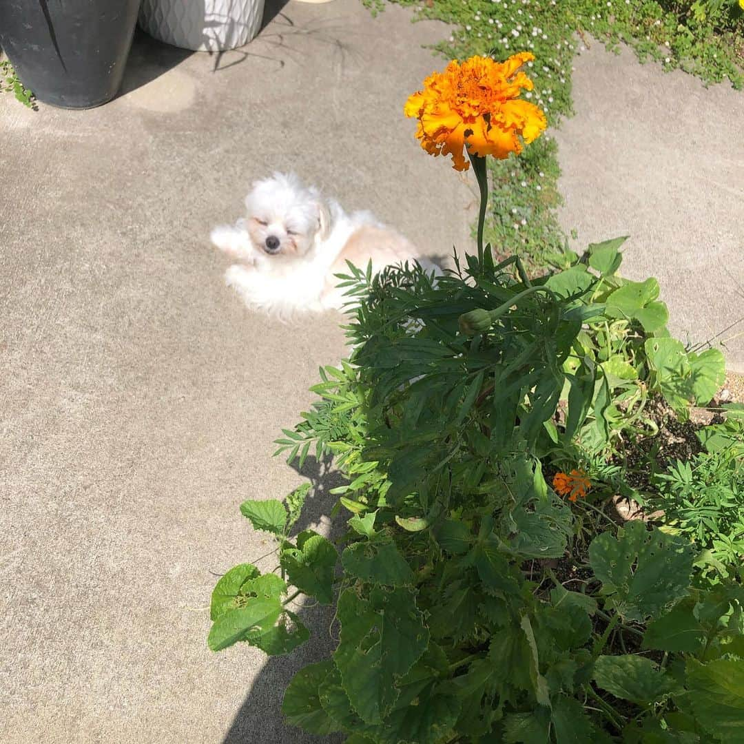 小野真弓さんのインスタグラム写真 - (小野真弓Instagram)「おはようございます☺️  台風が近づいているようですね🌀 今日のうちに、 飛ばされそうなものを片付けまーす🙋‍♀️  ほったらかしすぎた家庭菜園で〜 大きな瓜を見つけました😆🥒  今日も良い一日を🍀 平和な一日になりますように☺️🐾  #チワワ#ハナちゃん #チワマル#ハルくん #雑種猫兄妹#アオくん#ナナちゃん #お泊まり猫#ちりんくん #早朝ドッグラン#545#田園風景#千葉暮らし #家庭菜園#うり#トマト#オクラ#ナス#ししとう #腰の高さに育ったマリーゴールド 🐾 ハナちゃん、なんとか、、 ちびちび口にしてはいますが、 もう少し頑張って食べてほしい🥺  昨日は、 ハルのアレルギーフード7粒と、 どら焼き少し食べました🍖🧇  点滴10日目。 1.8キロ。 体重も減っています😞 今日も食べてくれるもの探し 頑張ります😆🙋‍♀️💕  とりあえず朝イチ、 庭の紫蘇をむしって食べてました。🌿 頑張れーハナちゃーん🥺✨」8月12日 9時30分 - hanaharuaroi