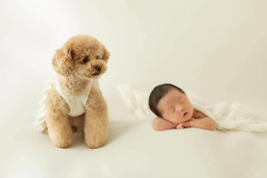 仲村美香さんのインスタグラム写真 - (仲村美香Instagram)「生後10日目の NEWBORN PHOTO♡♡♡  撮影はこんな感じで… めちゃめちゃ可愛かったぁぁぁ😭❤️ 小物やお洋服、写真の撮り方 全てにおいてセンスが良くて とっても素敵なお写真を撮ってくれます🥲✨ アルバムとパネル付きだったり 色んなプランもありますー♡♡♡  ピンクのふわふわとニットのお洋服が 特にお気に入りショット🥹🫶 ぐらちゃんとの２ショットもやばい🐶❤️👶 ・ ・ ・ 撮影は　@shainon.newborn  さん♡ 撮影前に電話のカウンセリングがあったり 当日も凄く丁寧で安心してお任せできました☺️🌸 インスタもかなりオシャレです🥹💗 ・ ・ ・ ・ #ニューボーンフォト #ニューボーン#newborn #newbornphotography #新生児#赤ちゃん#令和4年ベビー #女の子ベビー #家族#生後9日目#0ヶ月#体外受精#顕微授精#顕微授精からの妊娠 #baby#babygirl」8月12日 11時39分 - mikapu0519