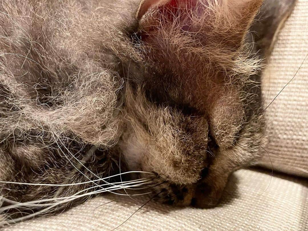 住吉美紀さんのインスタグラム写真 - (住吉美紀Instagram)「突っ、伏し、寝。 #熟睡 #鼻スタンプ #アタマ重い  #ネコ #cat」8月14日 22時08分 - miki_sumiyoshi
