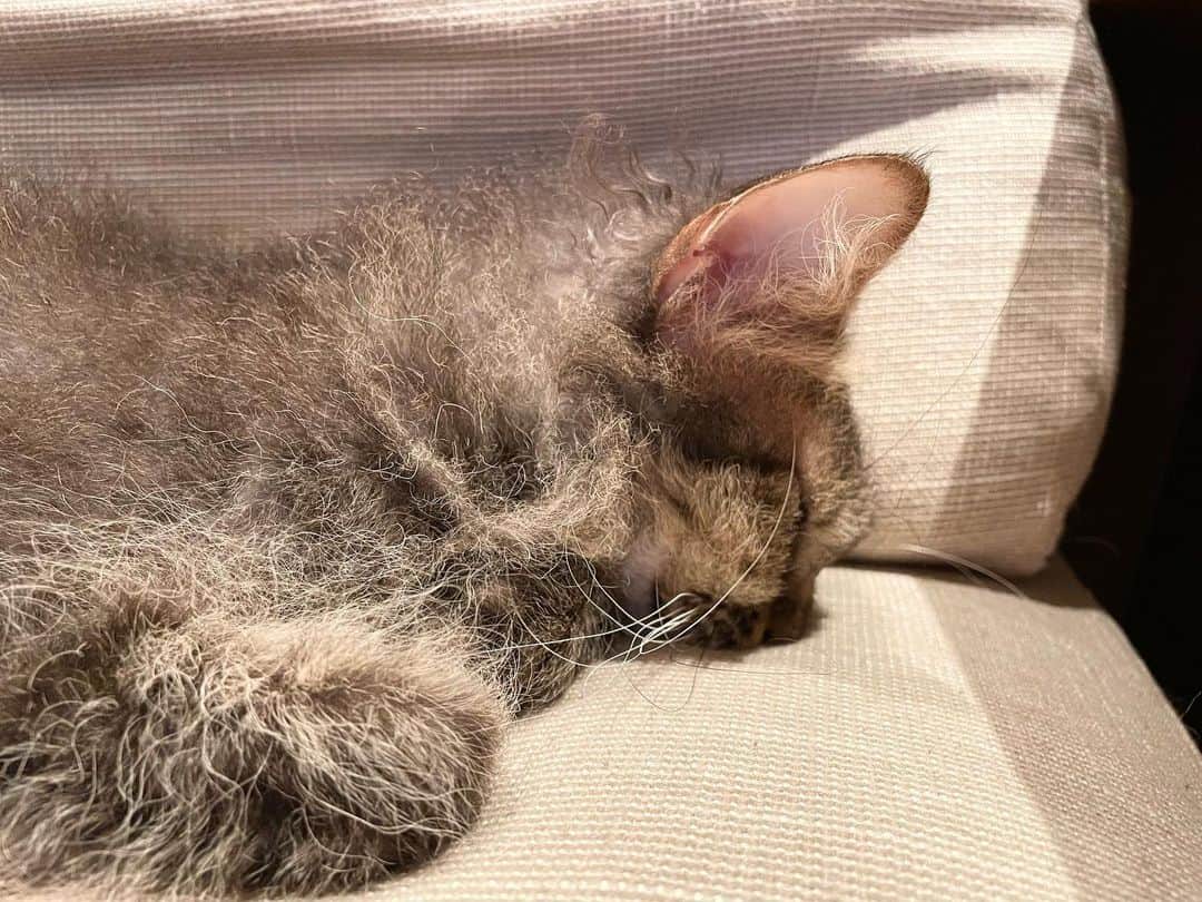 住吉美紀さんのインスタグラム写真 - (住吉美紀Instagram)「突っ、伏し、寝。 #熟睡 #鼻スタンプ #アタマ重い  #ネコ #cat」8月14日 22時08分 - miki_sumiyoshi