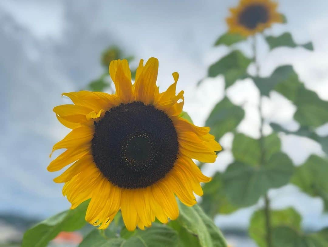 下村彩里さんのインスタグラム写真 - (下村彩里Instagram)「先週月曜日から北海道や東北を中心に、記録的な大雨に。 昨夜もまた激しい雨となったところもあり、影響はまだ続いています。  #青森 では 避難所となった弘前市役所をはじめ、 浸水被害の大きかった弘前の#りんご農園 や、#鯵ヶ沢町 を取材をしました。  住宅に戻り片付け作業をしていた方の中には、 家があっという間に浸水し、消防に救助してもらった人もいらっしゃいました。  『水が道路に溢れてきたので 避難をしようと思った。　 でも出ようとした時には もう玄関ドアが開かなくなるくらいまで 水が押し寄せてきていた』と。😢 　 やはり少しでも身の危険を感じたら、 #早めの避難 が大切だと改めて感じます。 . .  また今回被害があった土地を取材していると、 河川の氾濫による影響だけではなく 山から流れてきた水が平地に溜まったり、 葉っぱで水捌けが悪くなった排水用の水路から水溢れ出してしまうなど、 『#内水氾濫 』の影響もみられました。  河川から離れていた場所であっても、浸水する可能性があるという事を踏まえ、 #ハザードマップ で自分のいる環境を "日頃から"確認しておくといいかもしれません。 . .  どんなに大変な状況でも、 助け合う人々の優しさや温かさに触れ、 私自身が勇気づけられた５日間でした。  大変な中取材に応じて下さった青森の皆さま、 本当にありがとうございました。 . . .  #関東や東海なども #台風の影響　で #大雨に #みなさま #大丈夫でしたか... #穏やかな天気が #早く訪れますように  #下村彩里 #報道ステーション#取材#テレビ朝日」8月14日 22時25分 - sairi.shimomura_ex