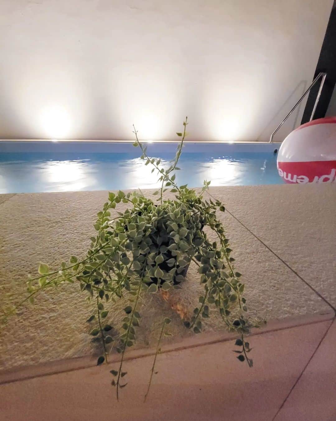 三喜本惠美さんのインスタグラム写真 - (三喜本惠美Instagram)「・ 夜な夜な 今日持って帰って来た植物達を 袋から出してあげて 早速テラスで水浴び🌿 そして夜風を感じながら眺める🌿 明日は植え替えします🌿 備忘録 #アスプレニウムアビス  #フィロデンドロナロー #エピフィルムガテマレンシス  #リプサリスパラドクサ  #ディスキディアミリオンハート  #リプサリスカスッサ」8月15日 0時18分 - megumi_mikimoto